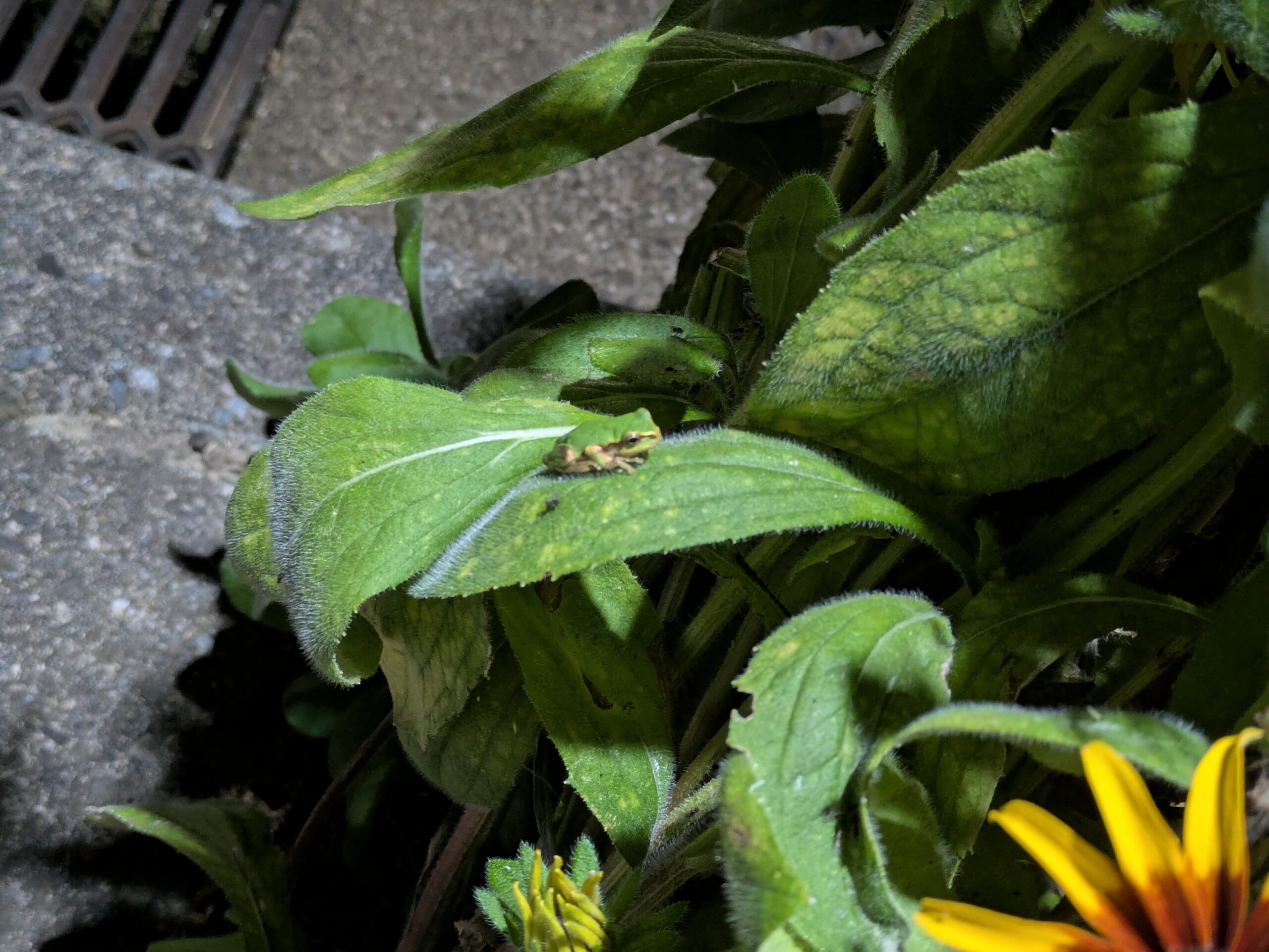 夜の街灯周辺で見つけたカエル