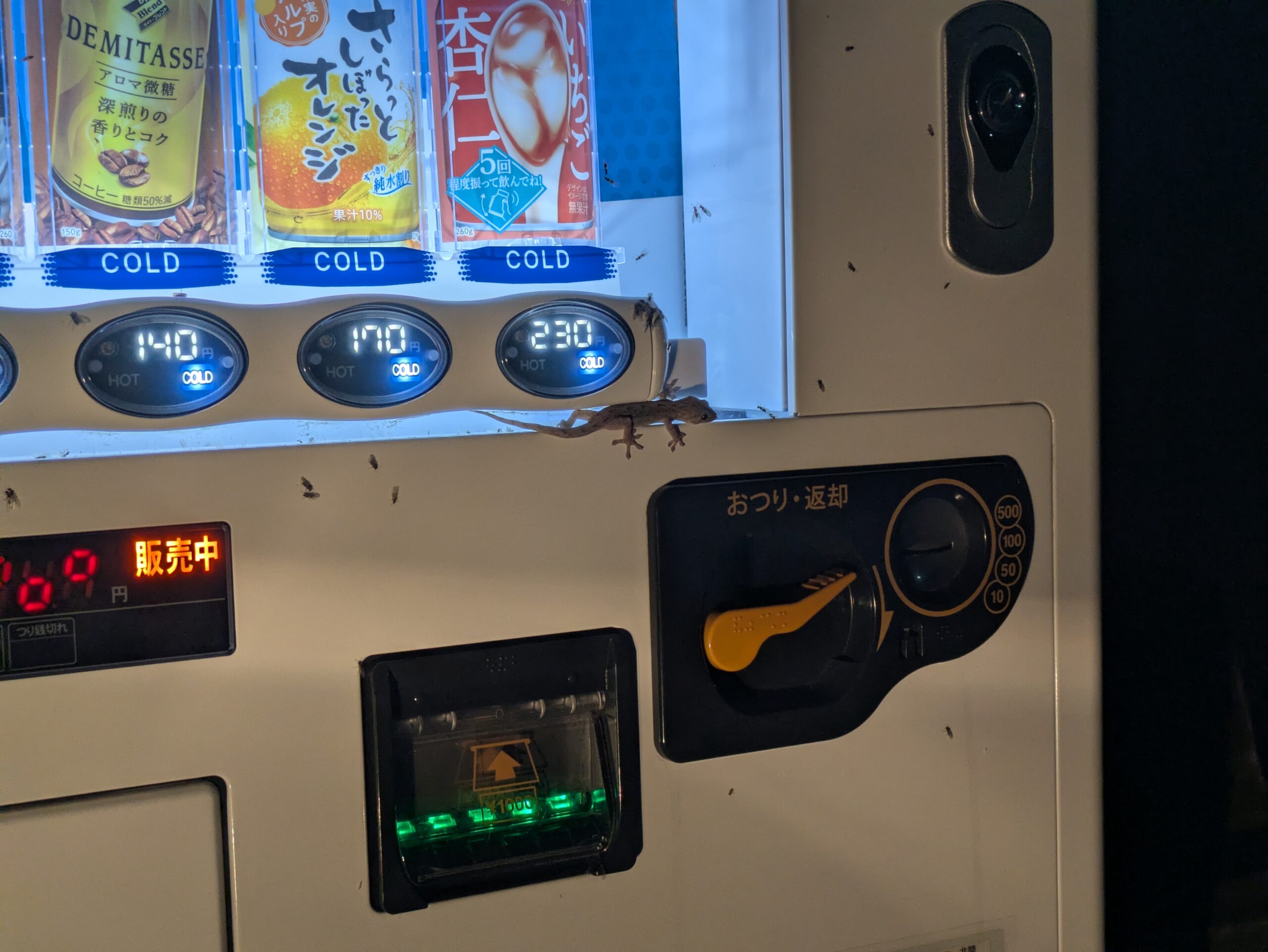 自動販売機の明かりに集まった羽アリを狙うヤモリ