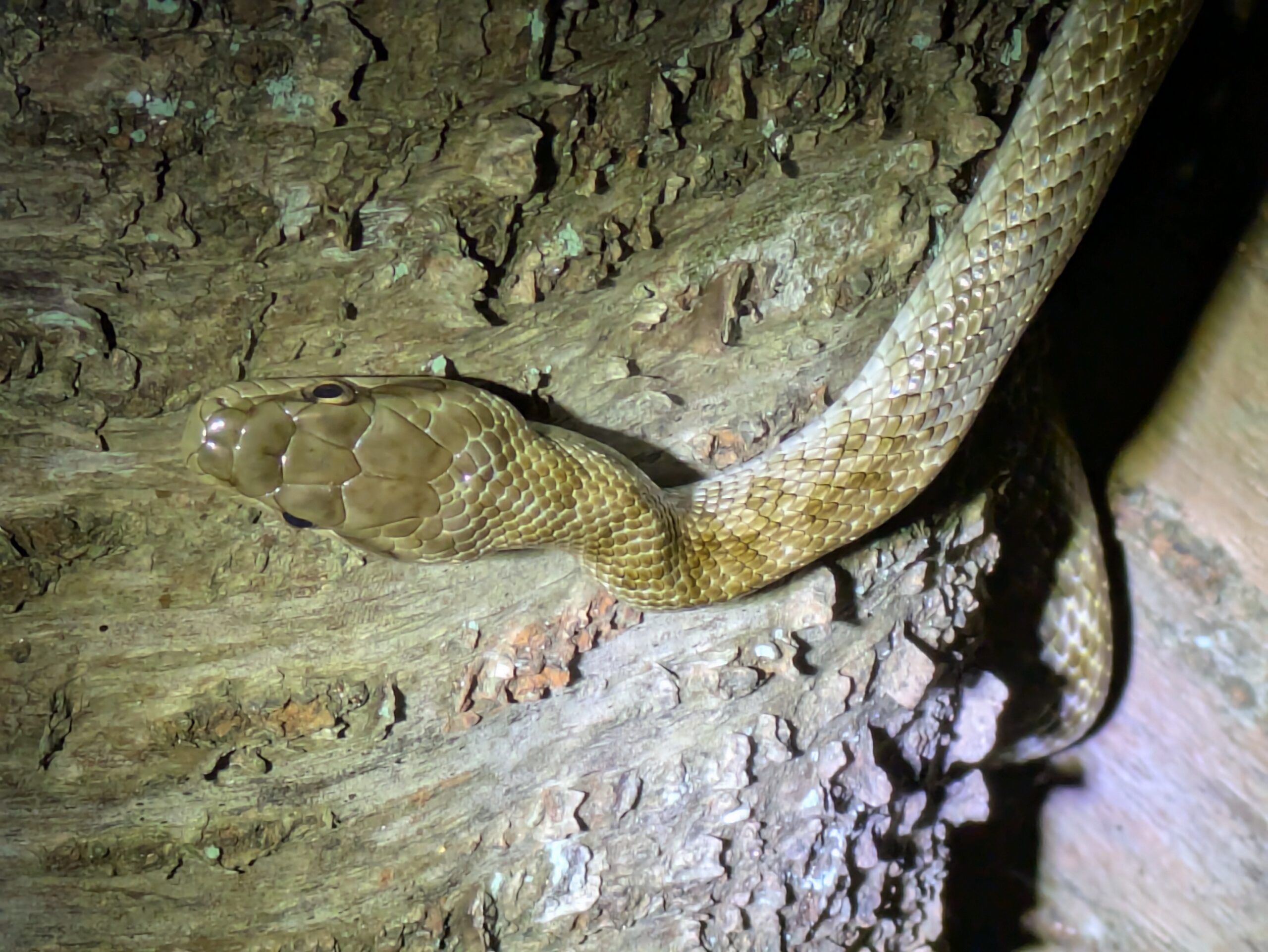 夜の公園の木で見つけたアオダイショウ