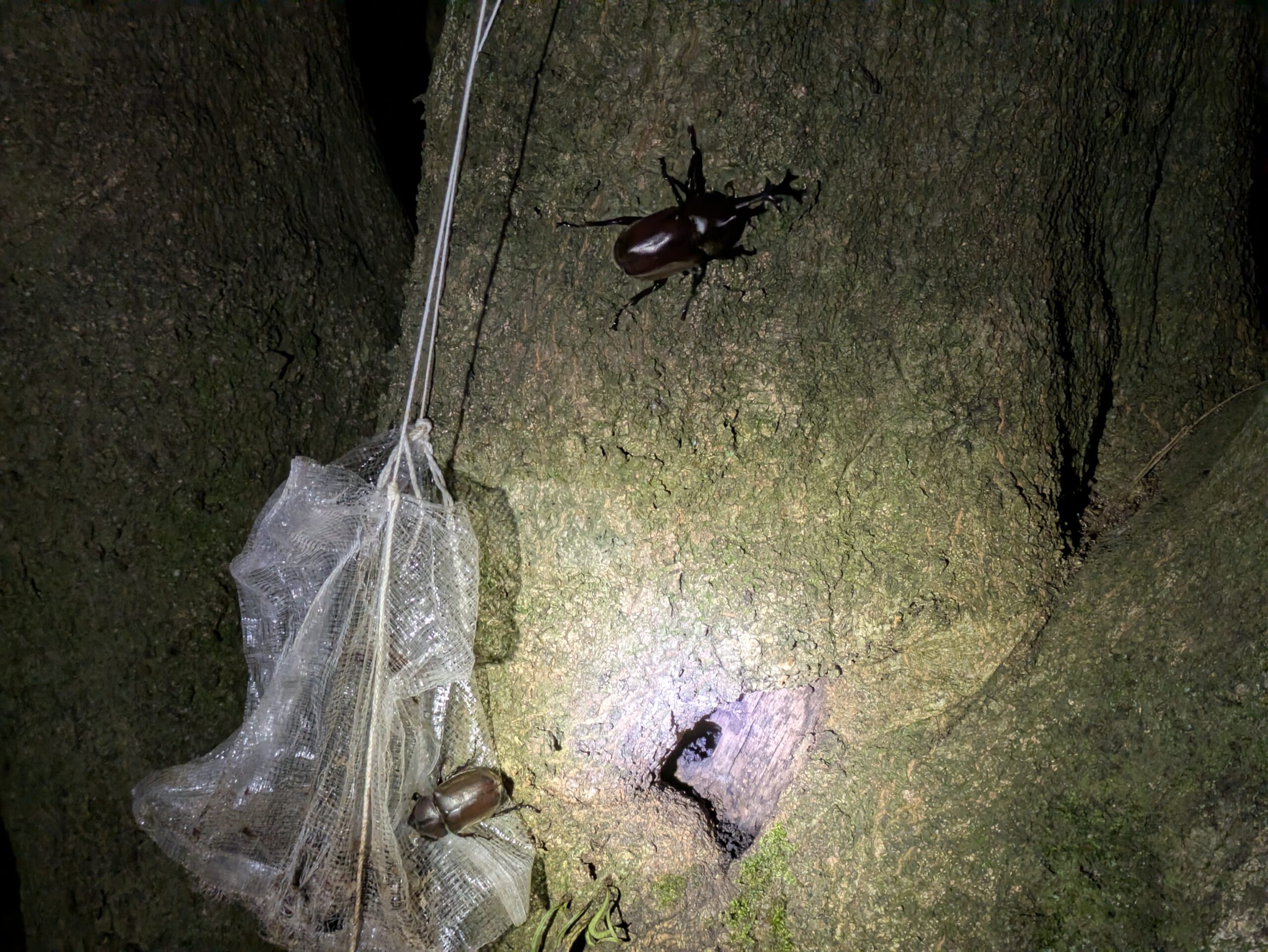 カブトムシが集まる木に取り付けられていた昆虫採集用と思われる罠