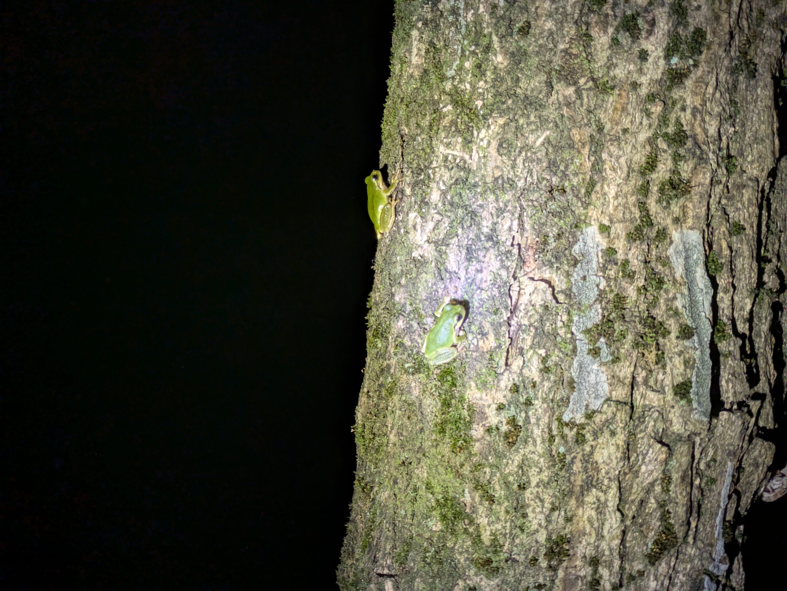 夜の公園の木に並んでいた2匹のカエル