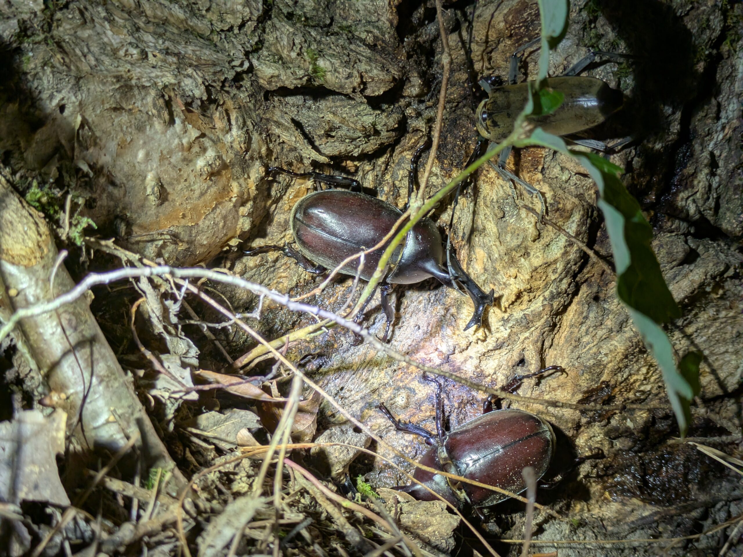 木の根元から出る樹液に集まるカブトムシとミヤマカミキリ