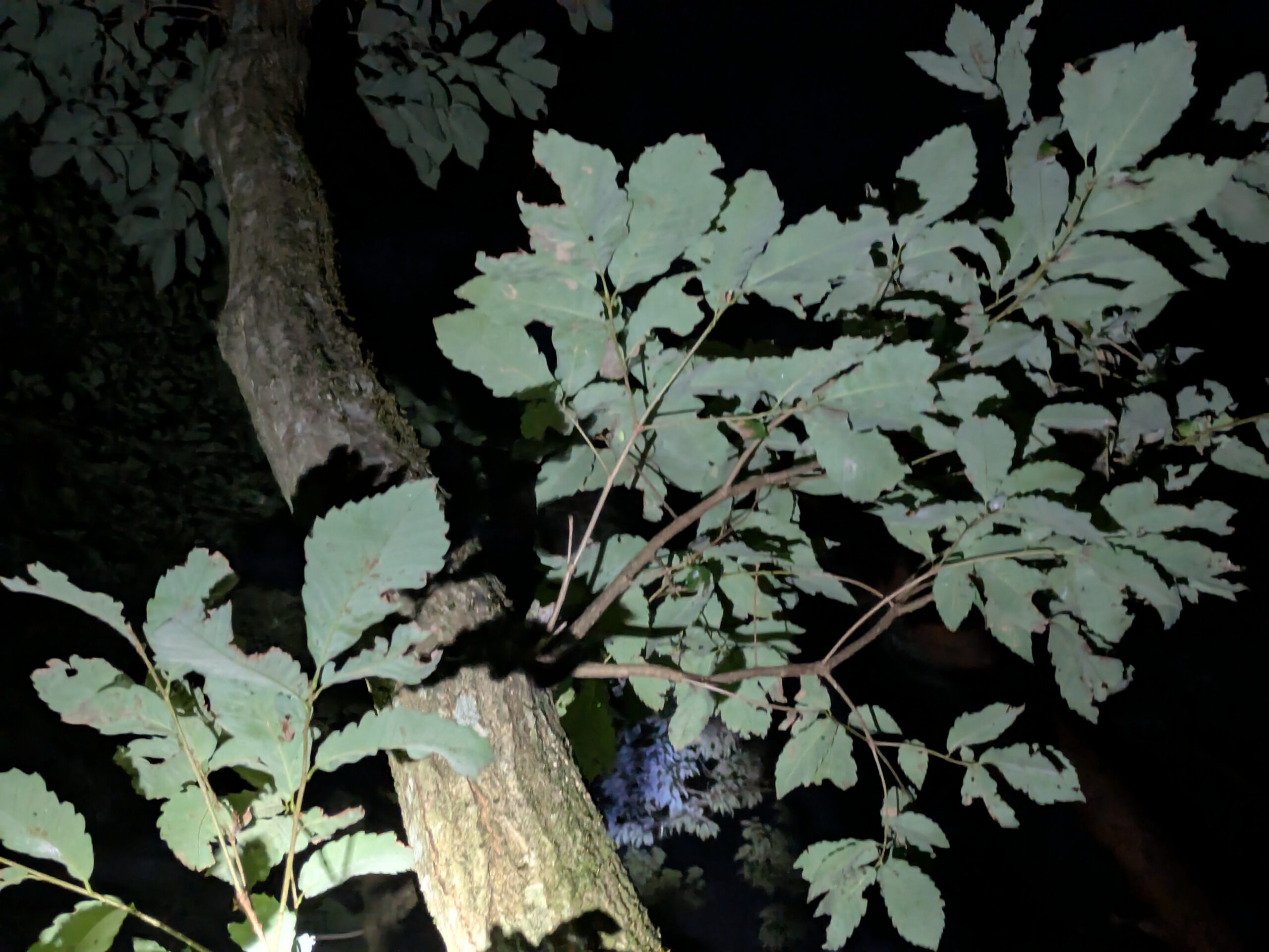 カブトムシが集まっていた樹液の出る広葉樹