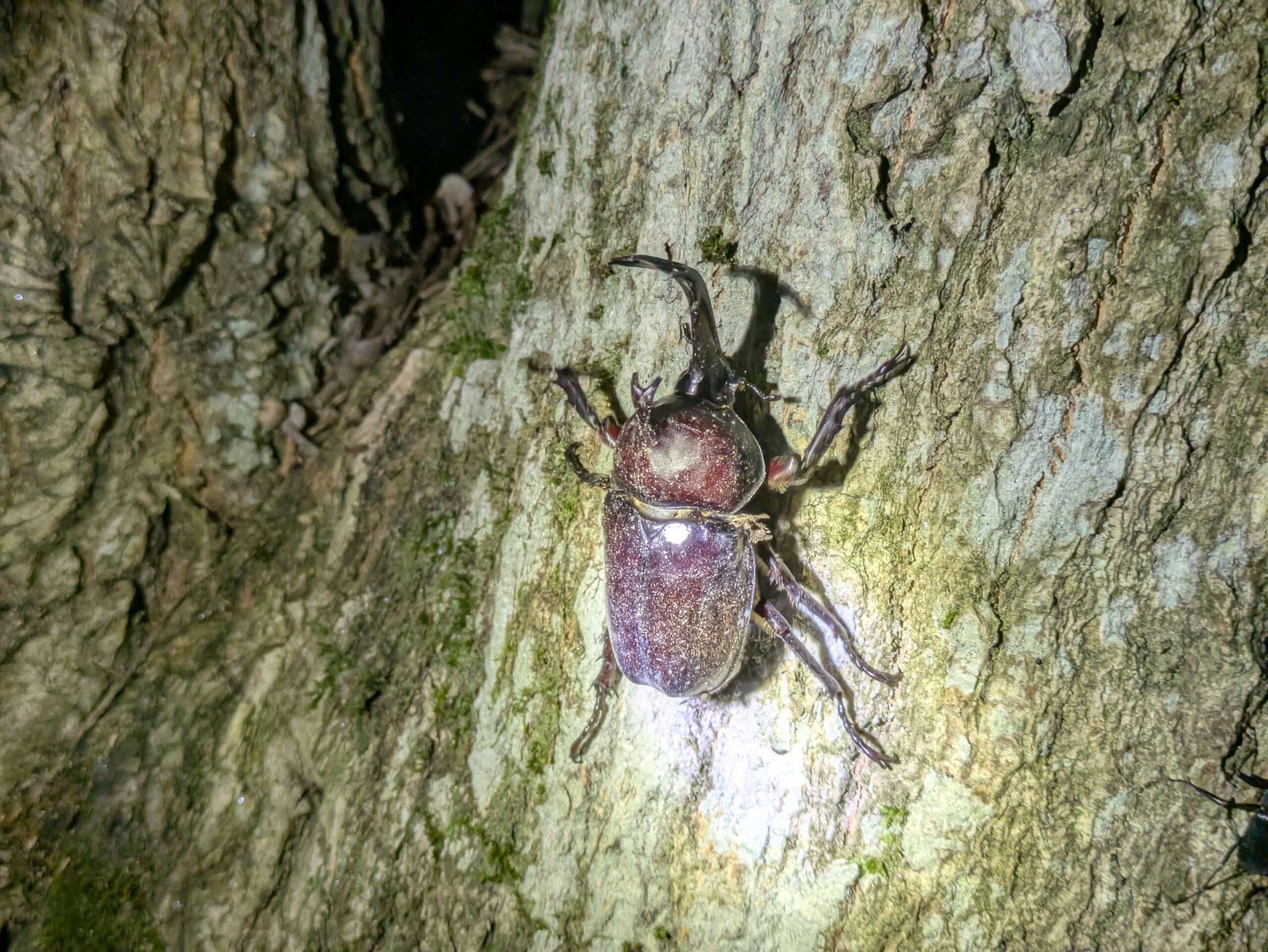 金沢市内の公園で見つけたオスのカブトムシ