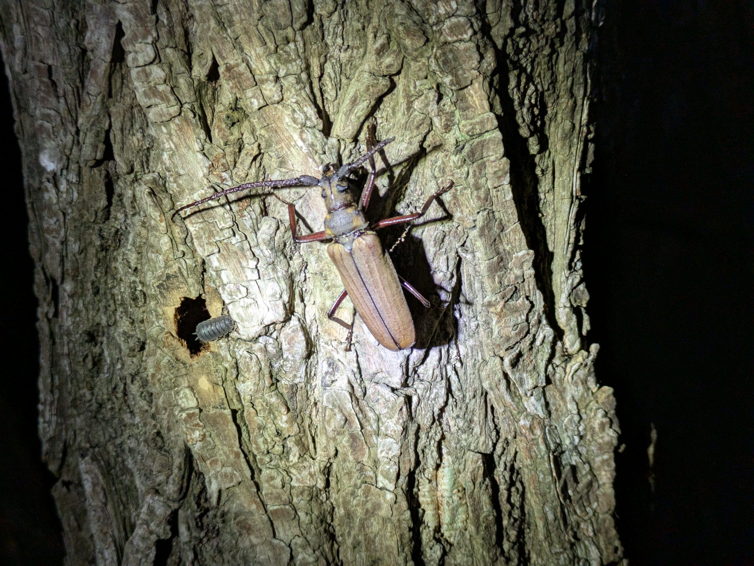 夜の木の幹にいる大きなウスバカミキリ