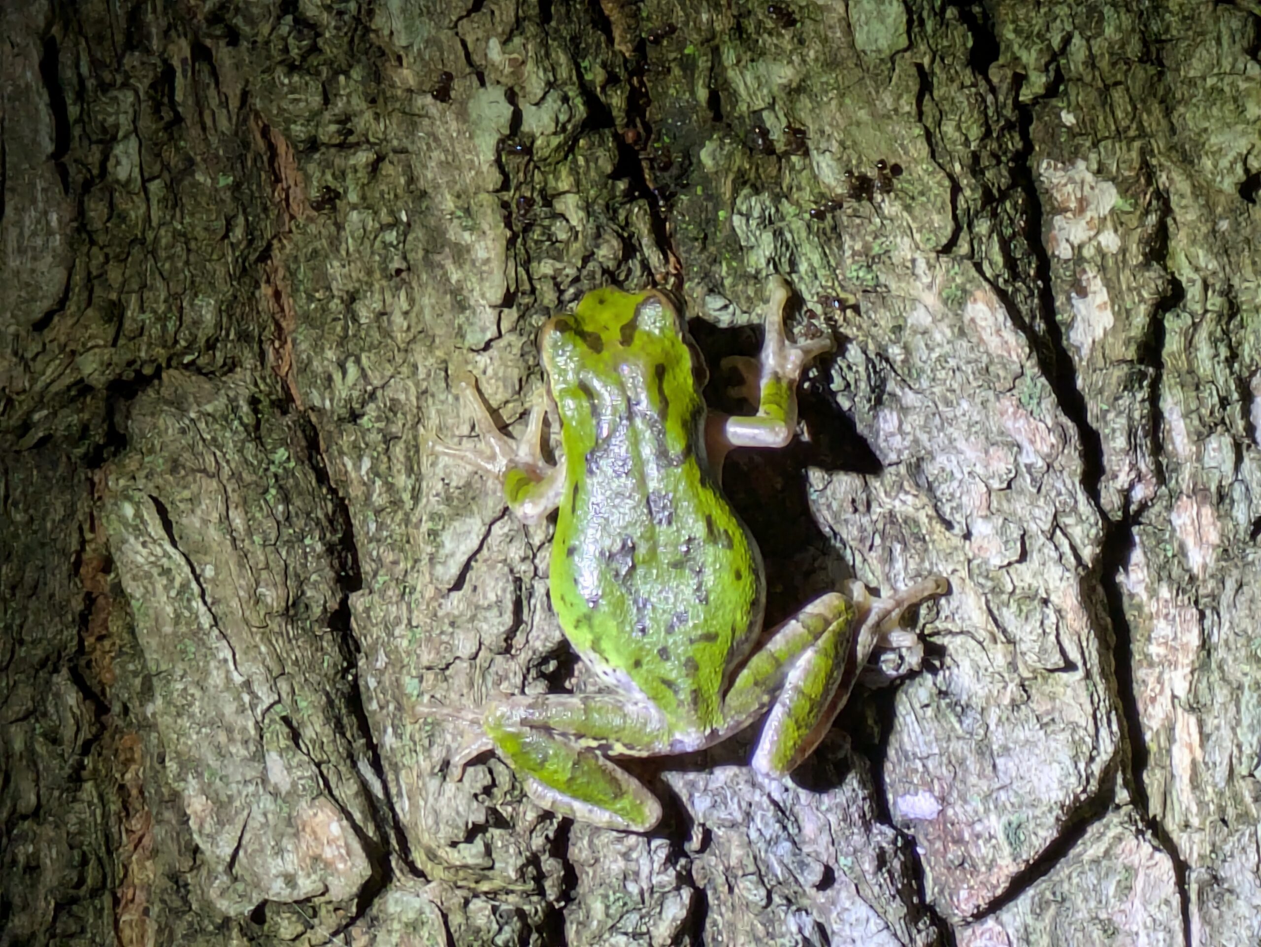 木の模様に似た斑点のある体格のよいアマガエル