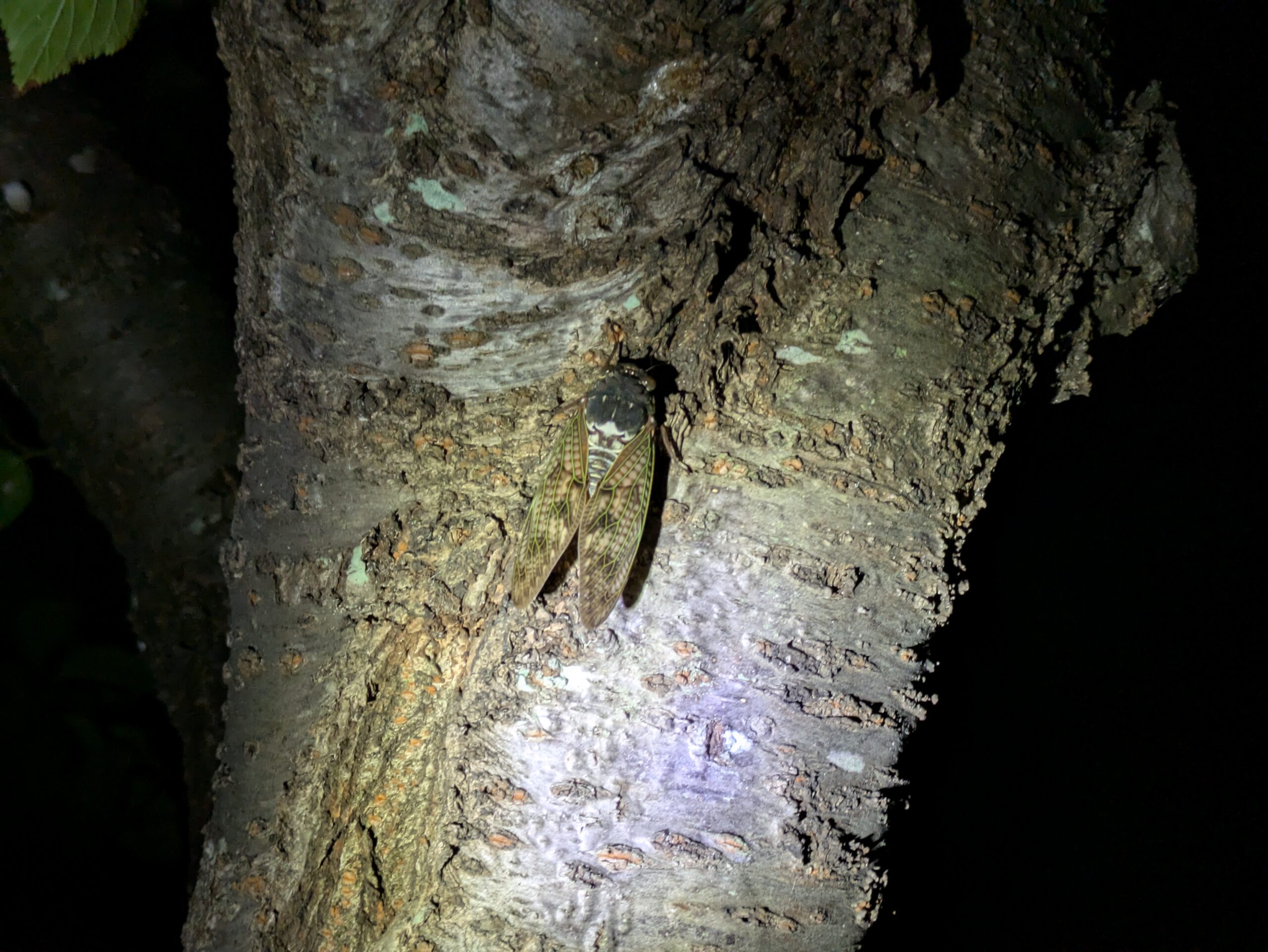 夜の木の幹で休むアブラゼミの成虫