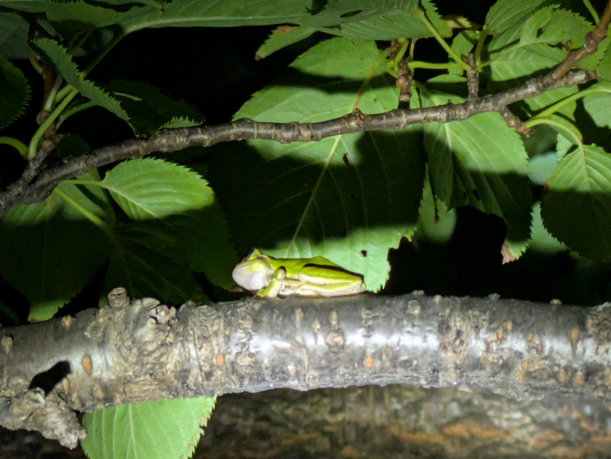 夜の木の枝で休むアマガエル