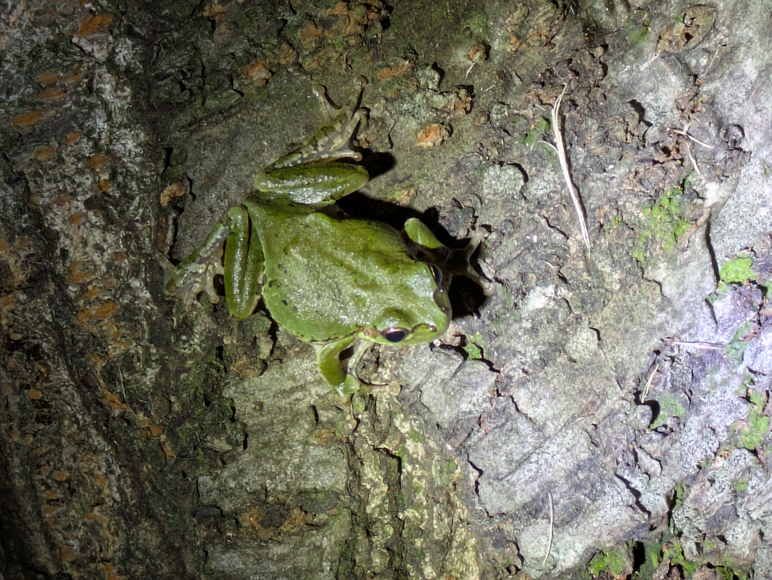 緑色と灰色が混ざった模様のアマガエル