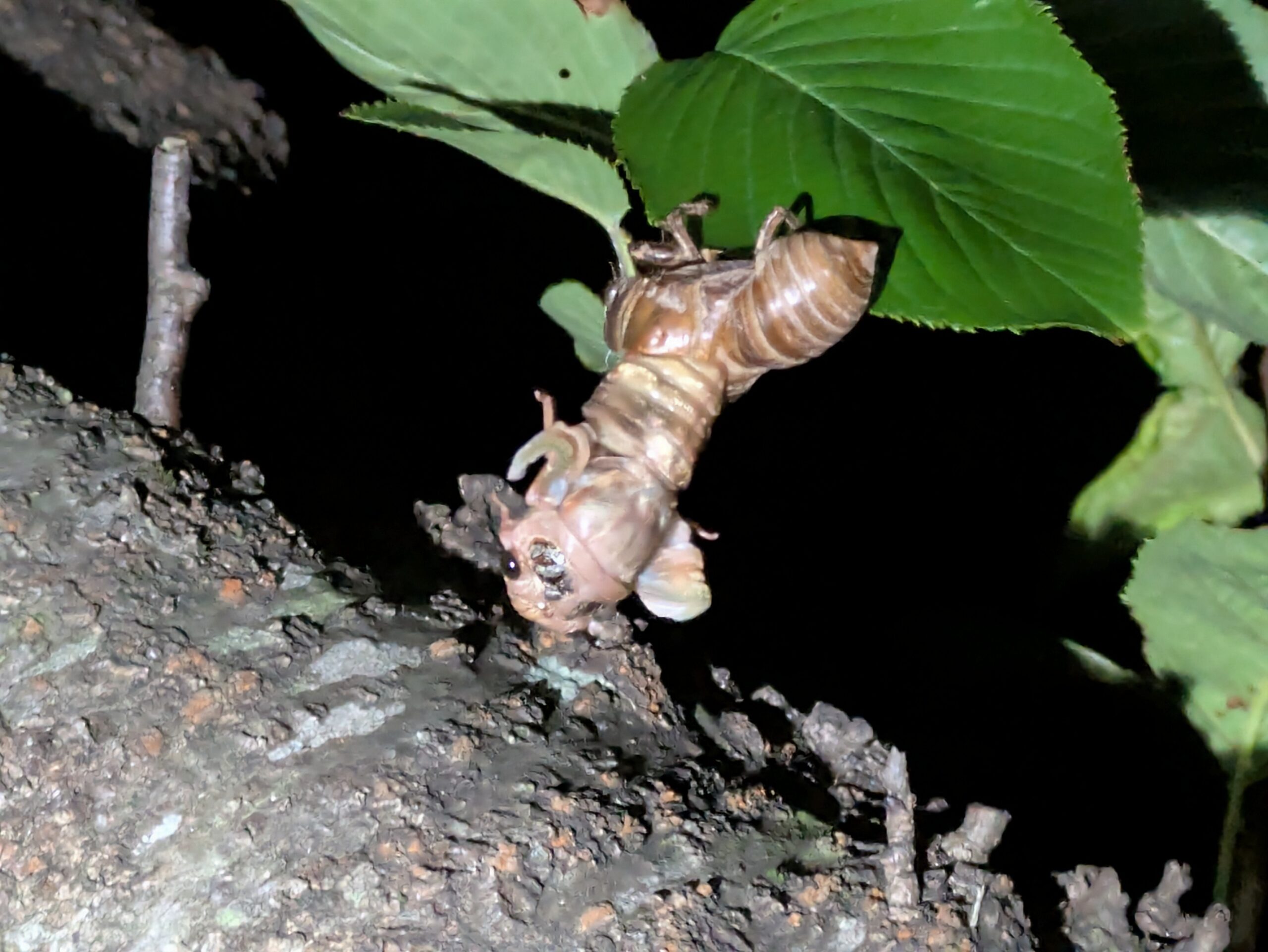 幼虫の殻から上半身を出した羽化途中のスジアカクマゼミ