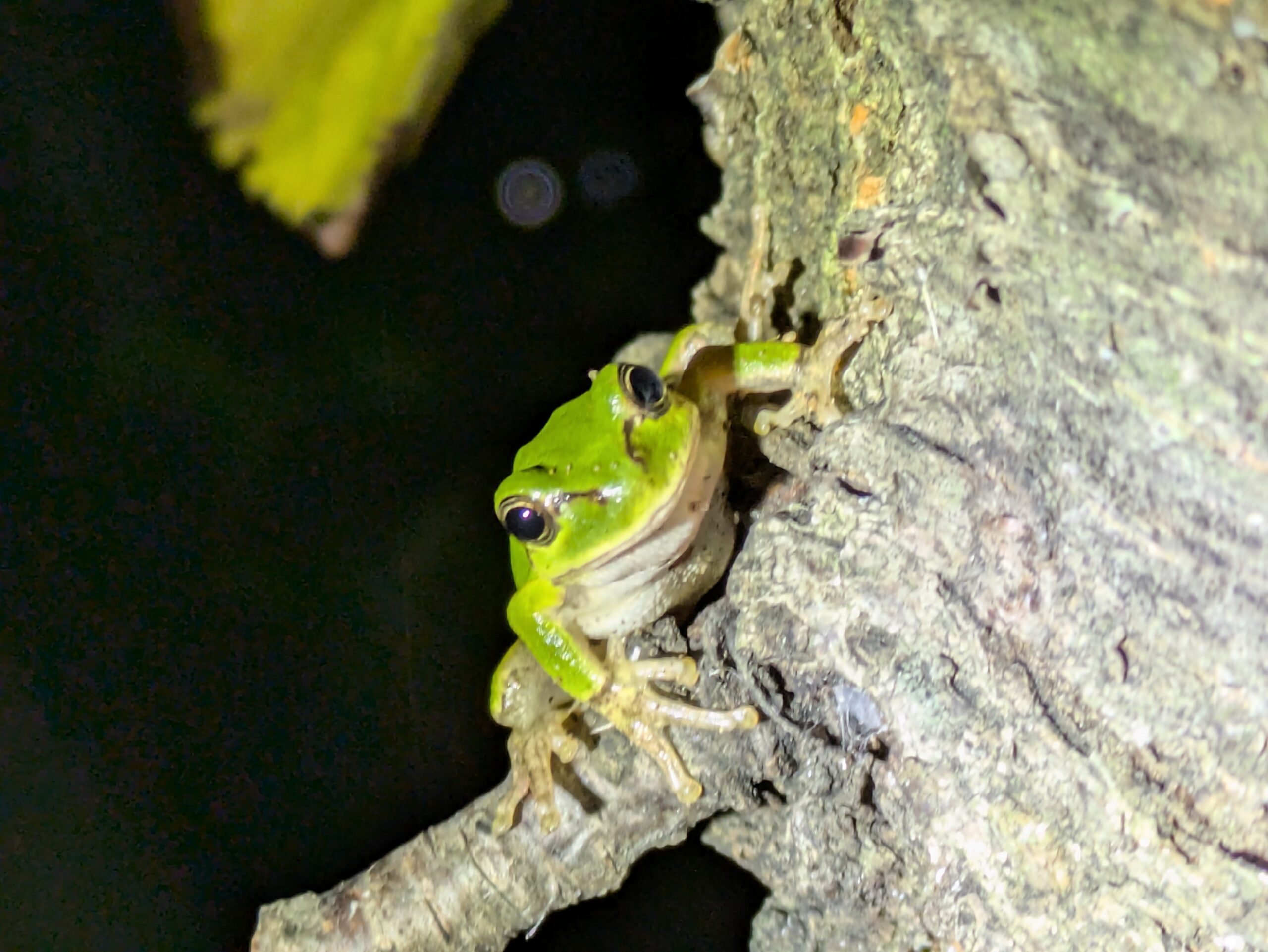 夜の木の幹から顔を出す緑色のアマガエル