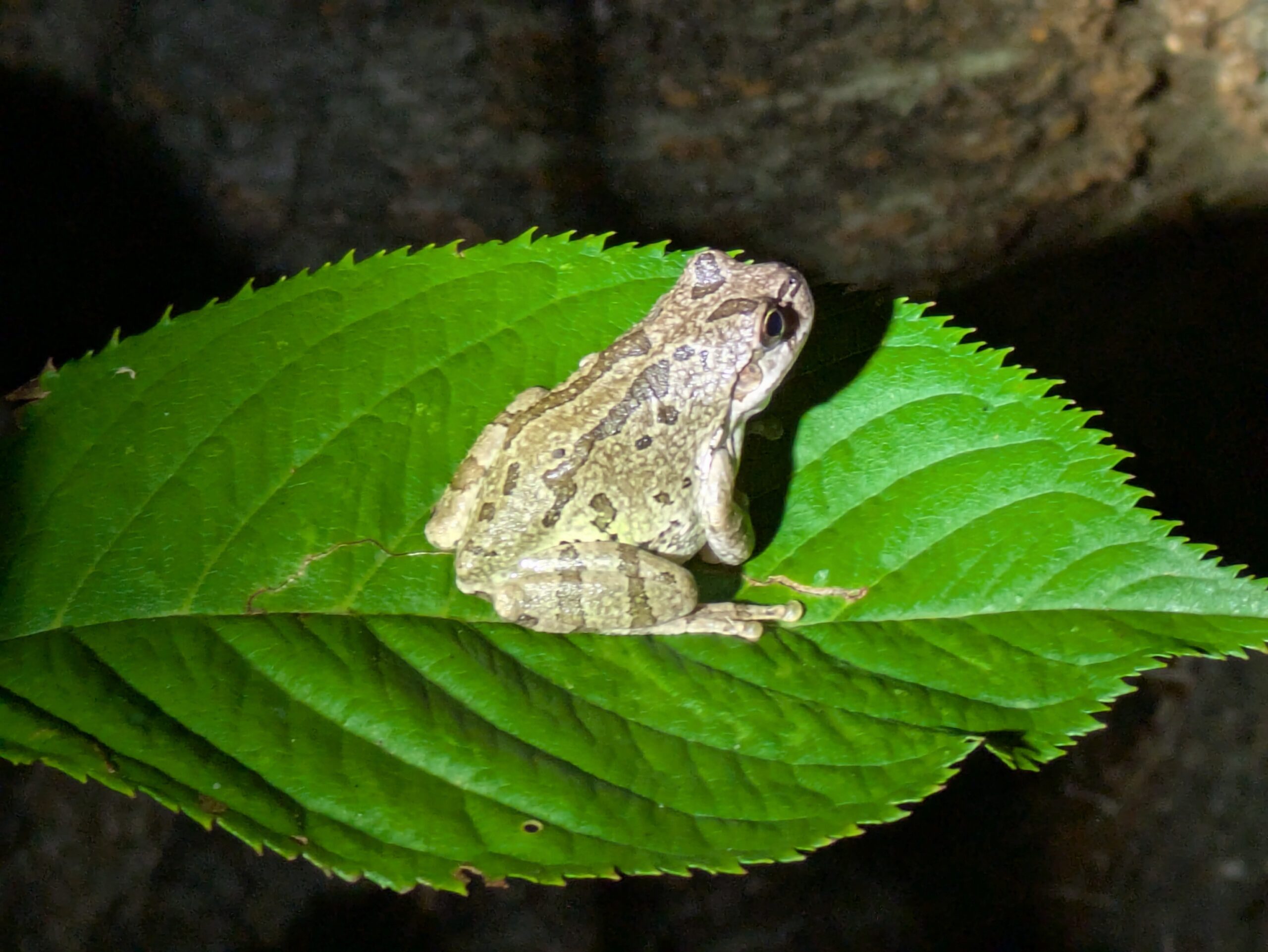 鮮やかな緑の葉の上にいる灰色のアマガエル