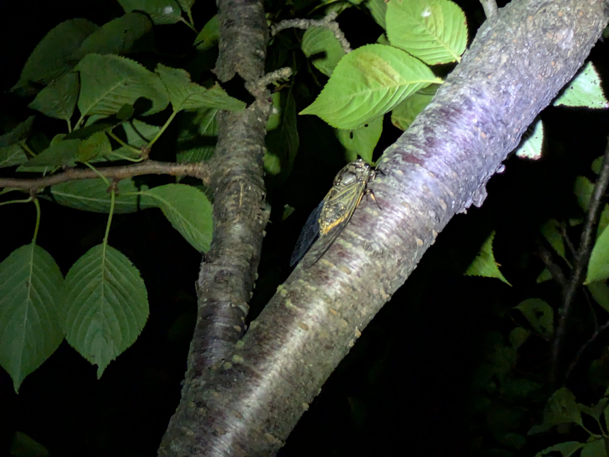 夜の木の幹で休むスジアカクマゼミの成虫