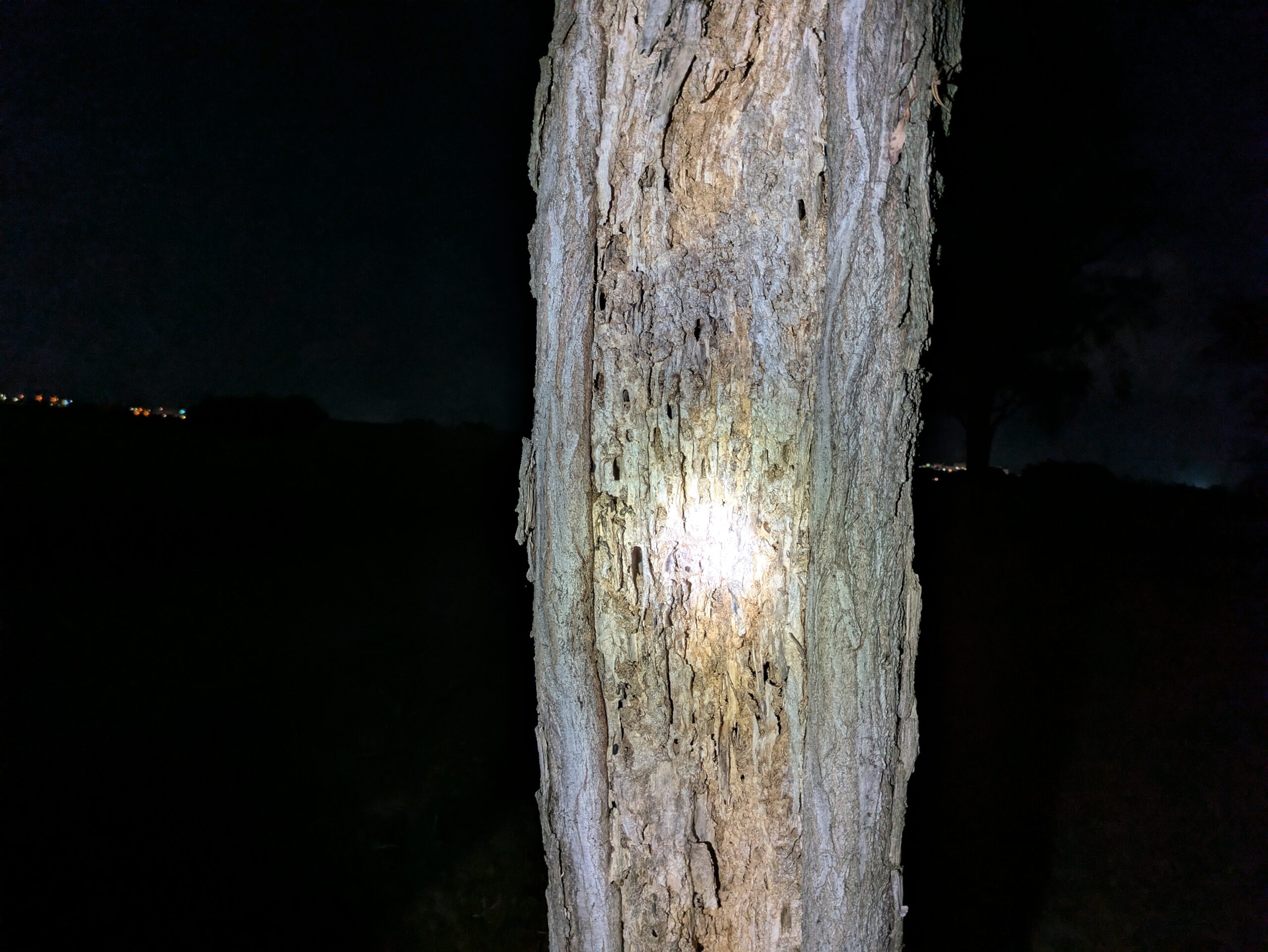 カミキリムシの食害で穴や傷が増えた柳の樹皮