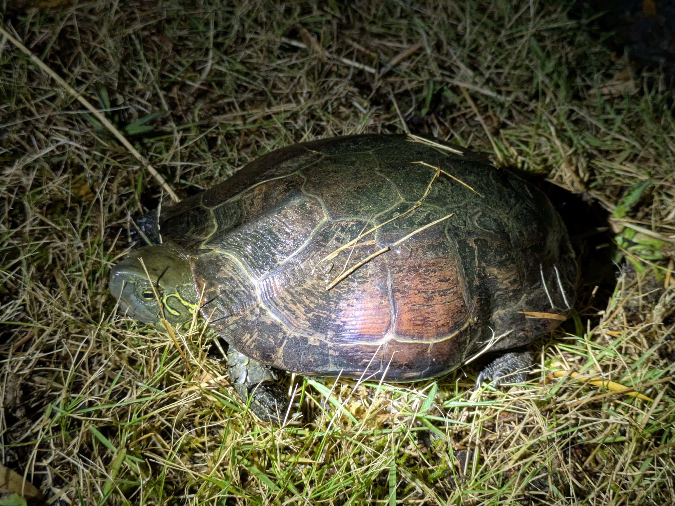 夜の公園の草地を歩いていた大きなクサガメ
