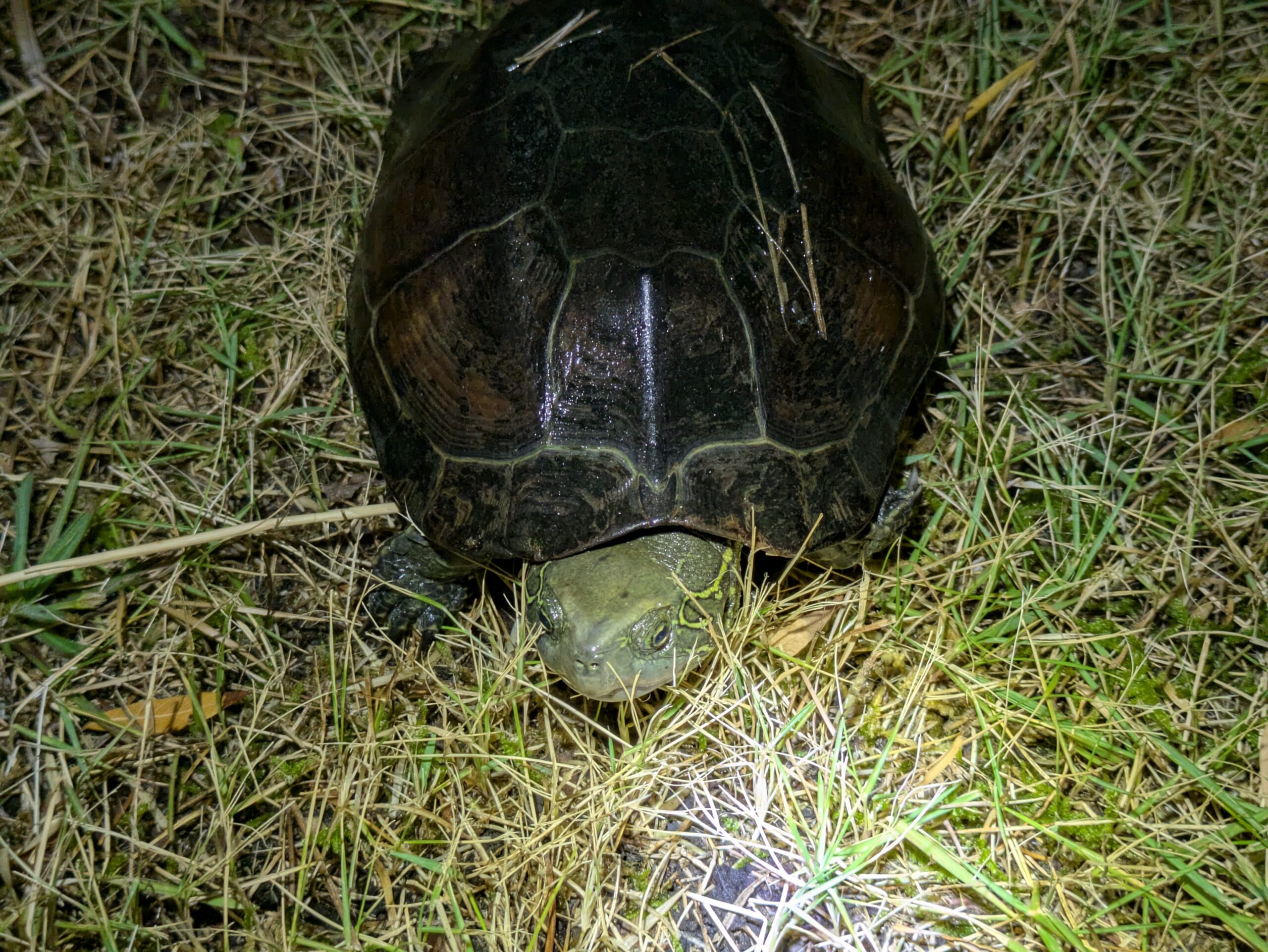 正面から見た夜の公園を歩くクサガメ