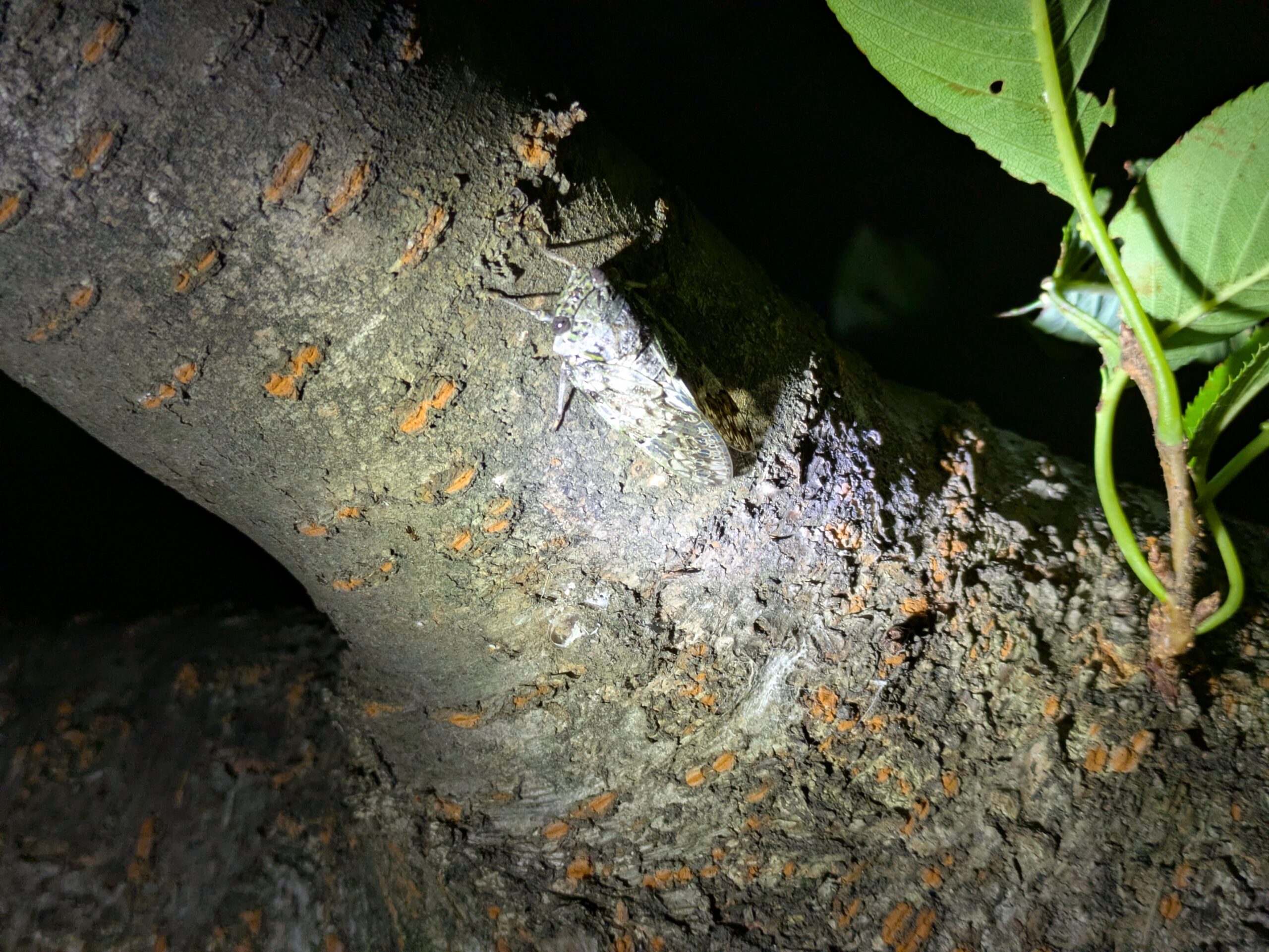 夜の木にとまるミンミンゼミの成虫