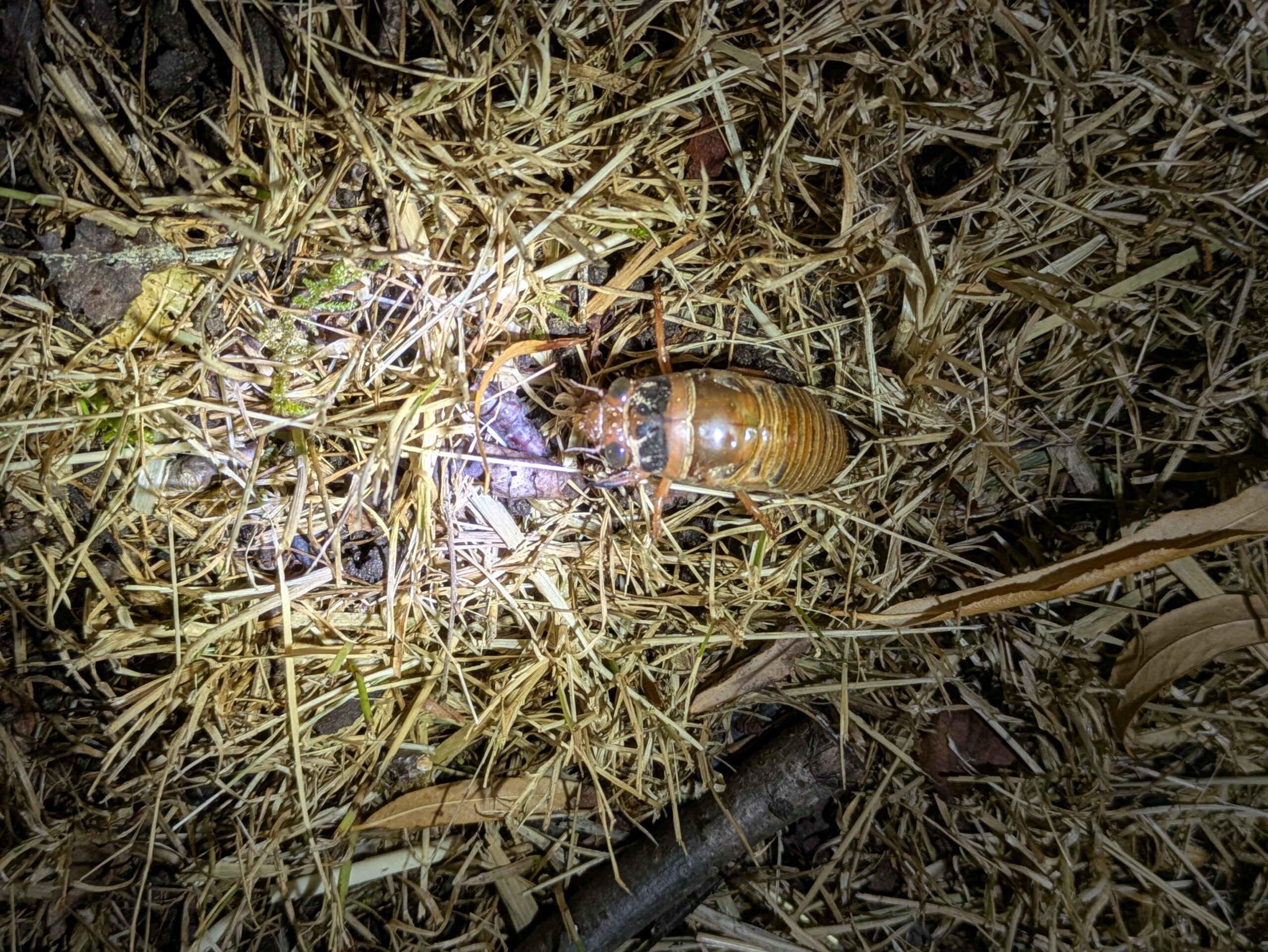 夜の地面を歩くスジアカクマゼミと思われる幼虫