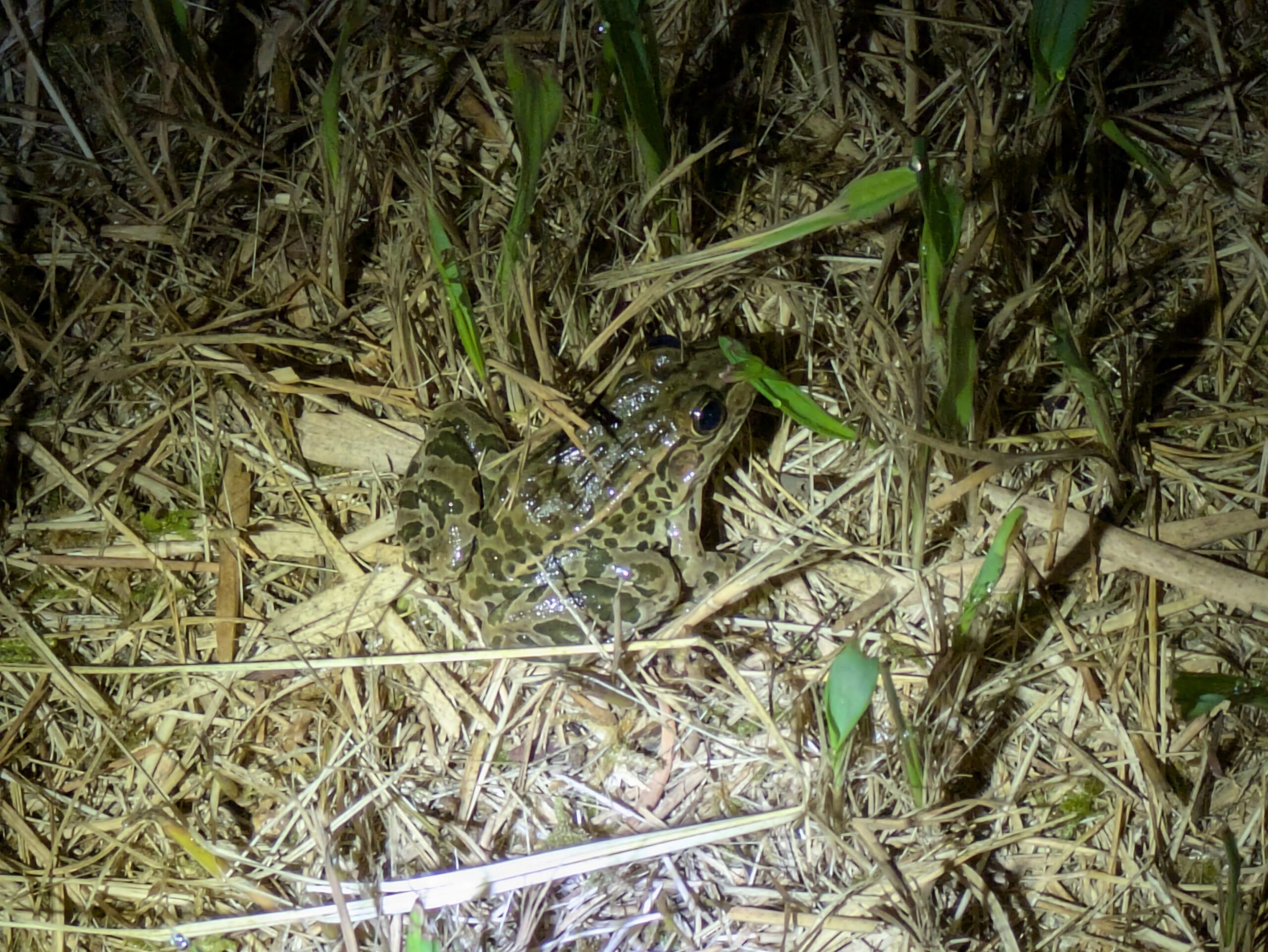 草むらで見つけた迷彩模様のトノサマガエル