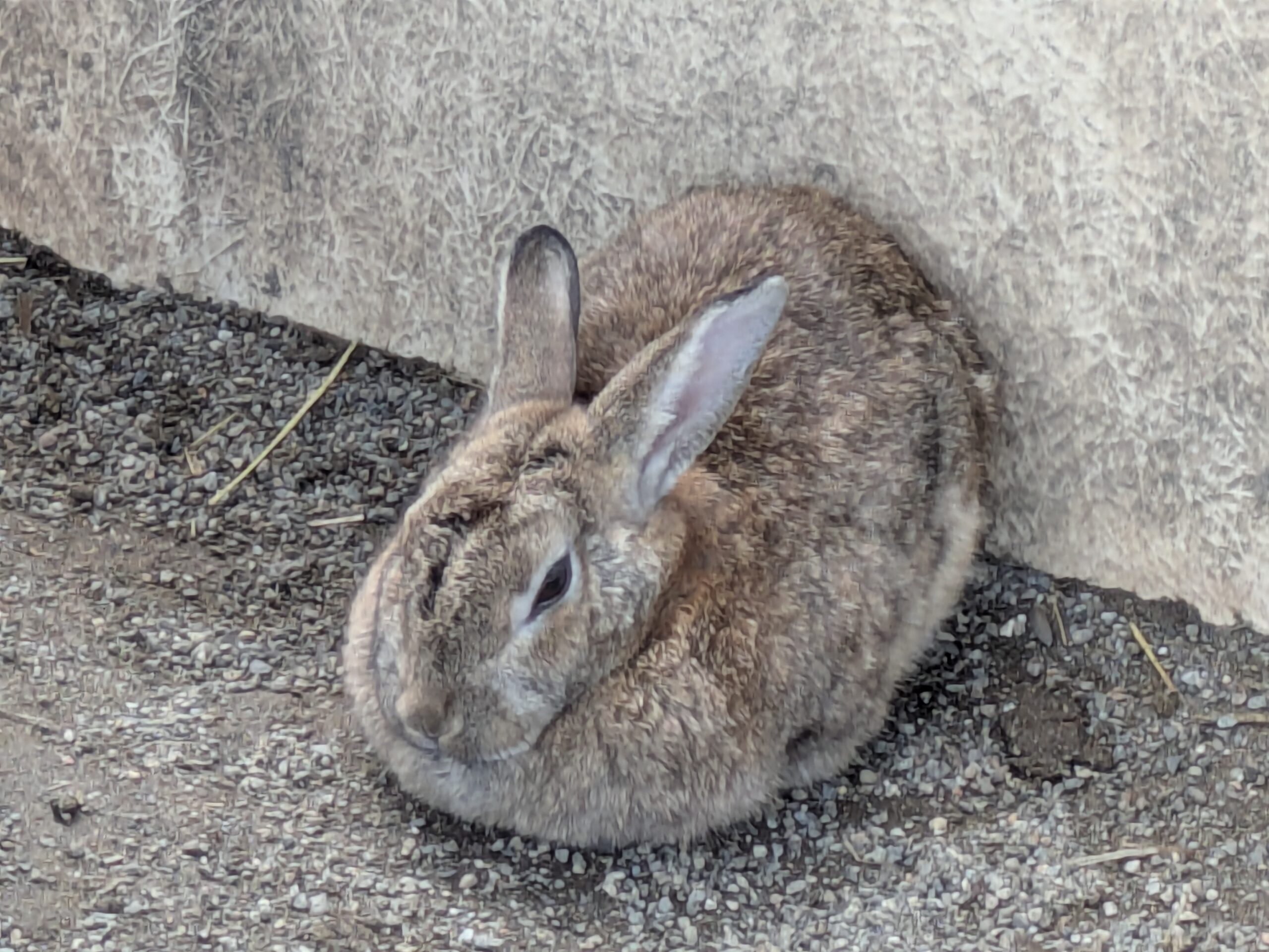 地面に座って休んでいる茶色いウサギ