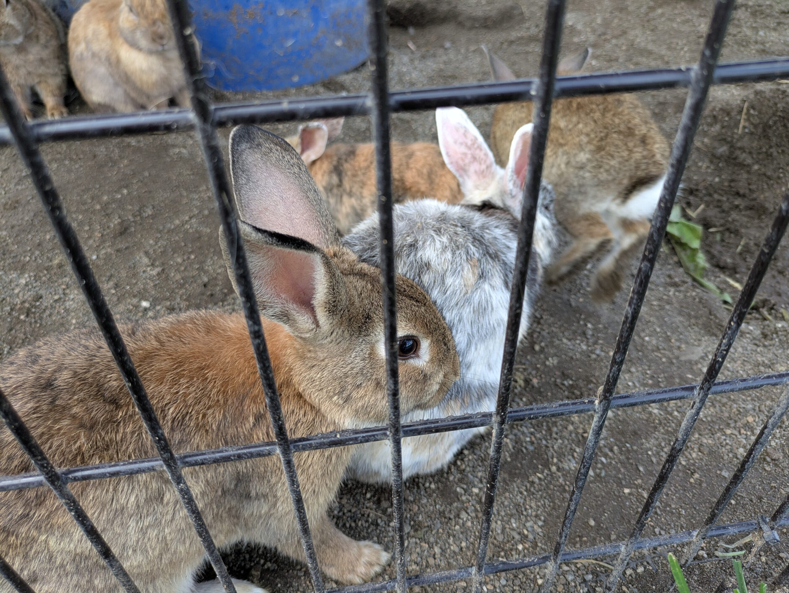柵の近くに集まったホリ牧場のウサギ