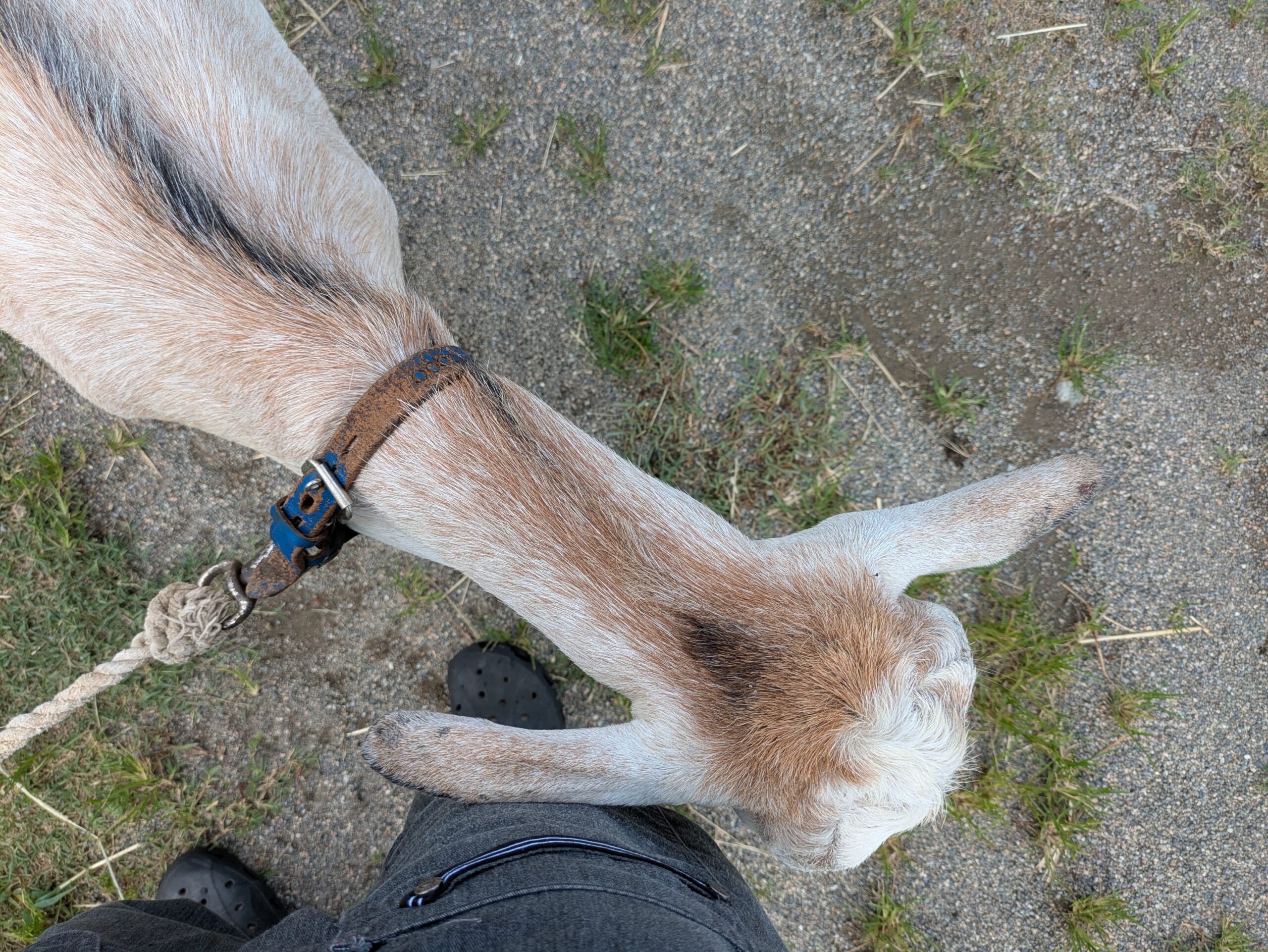 田中の足へ頭をこすりつけるヤギ