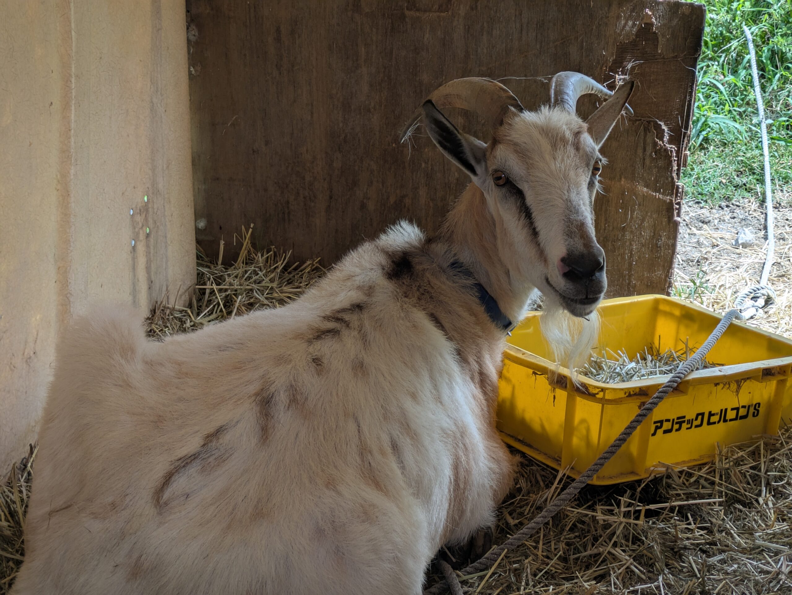 小屋の中からこちらを見る角の生えたヤギ