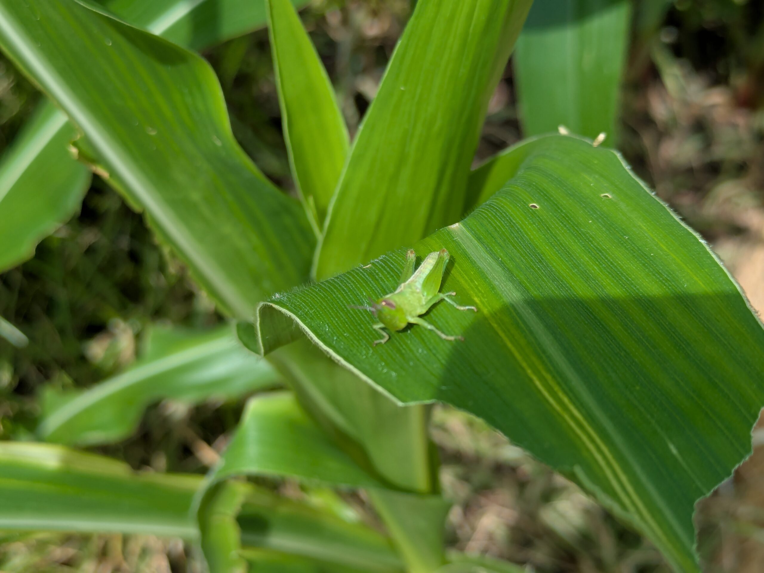 トウモロコシの葉にとまる緑色のバッタの幼虫