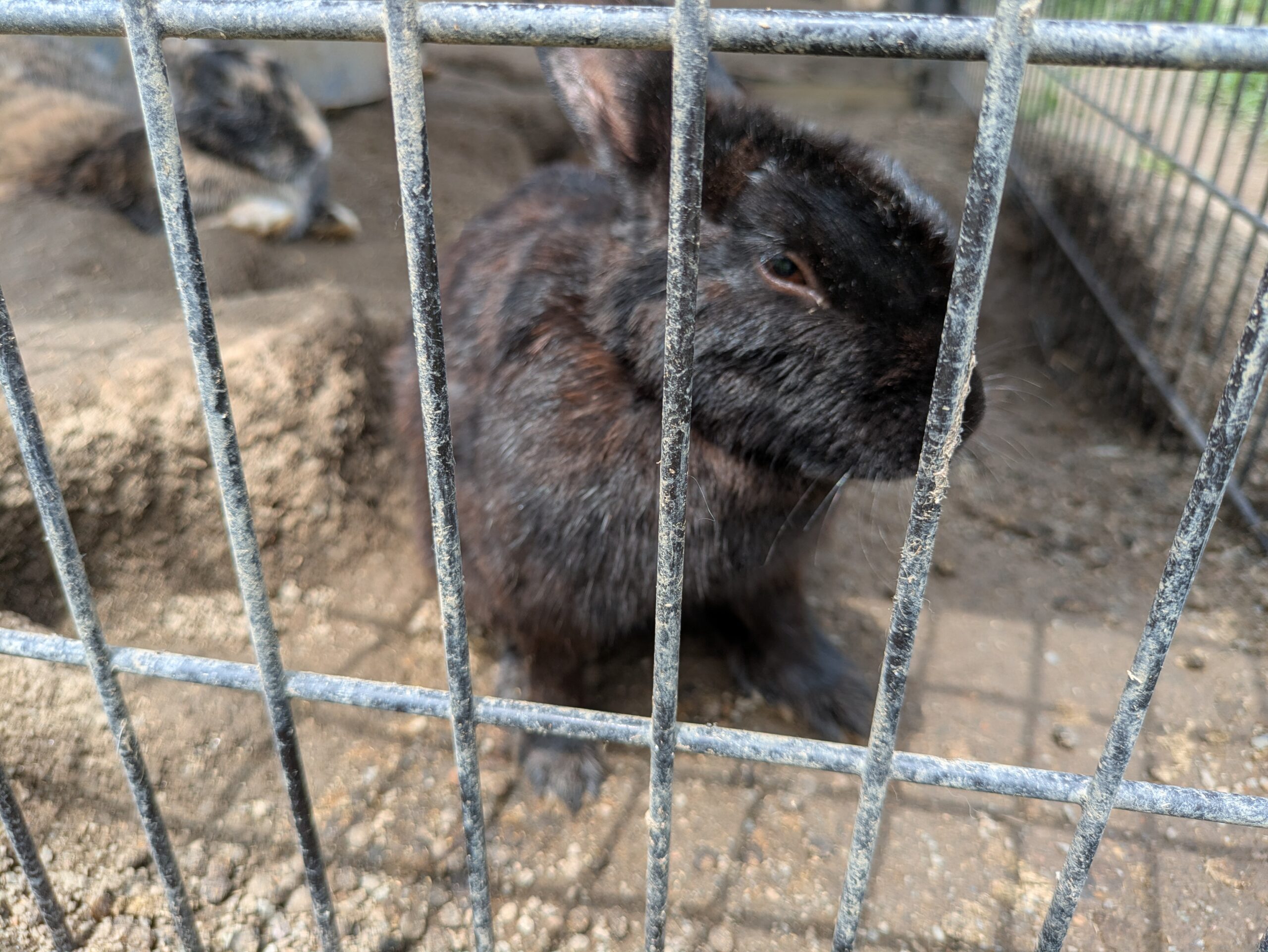 柵越しにこちらを見る黒いウサギ