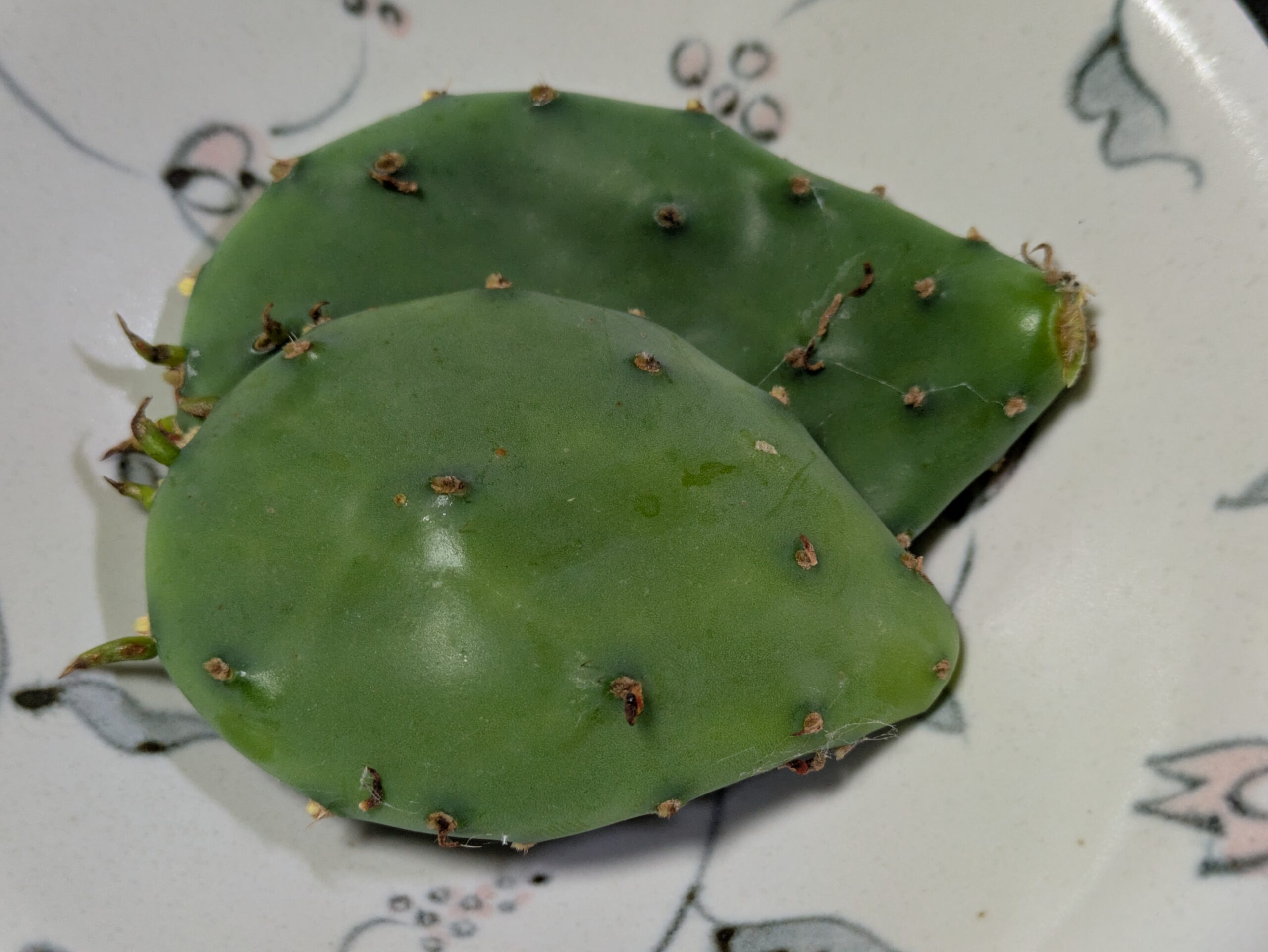 料理に使用する10センチ未満のウチワサボテンの新芽