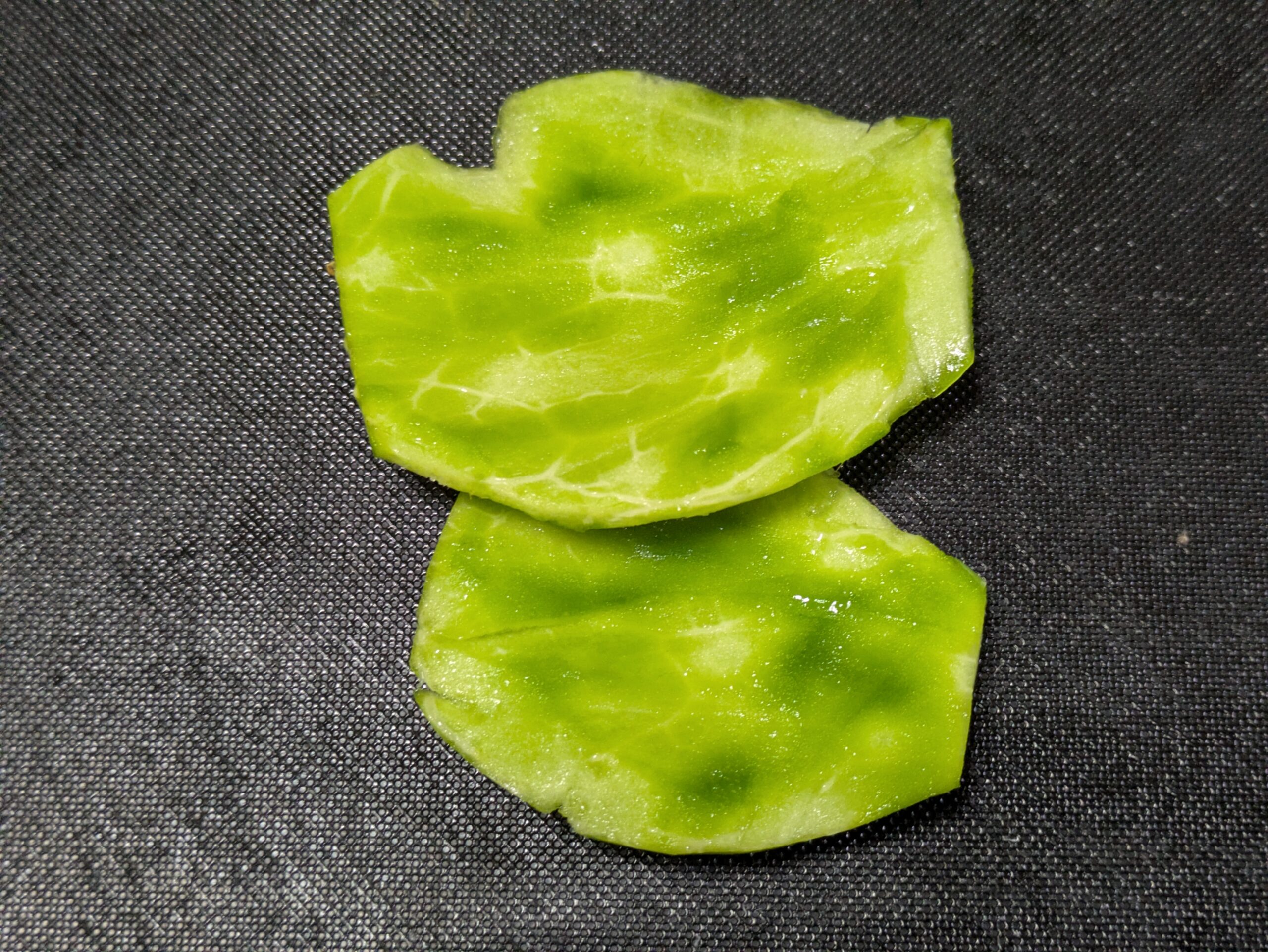 皮とトゲを取り除いたウチワサボテンの新芽