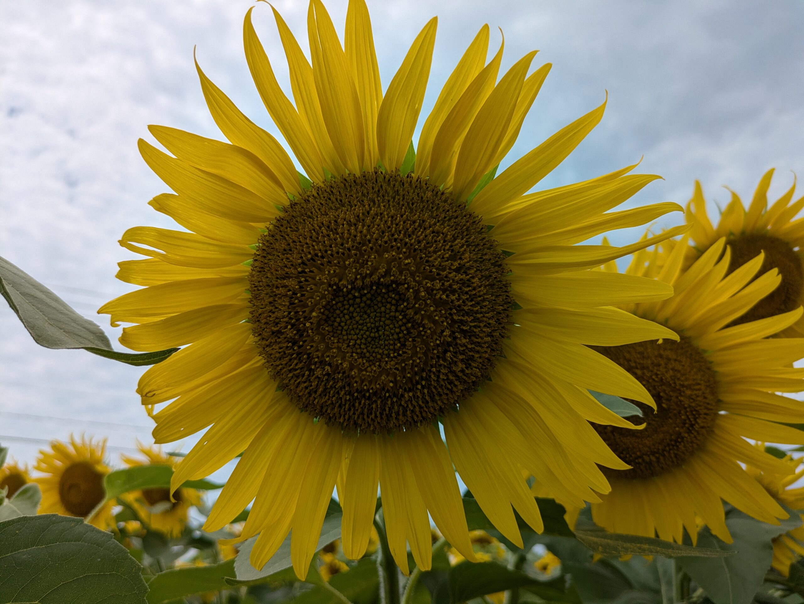 太陽のように大きく開いたヒマワリの花