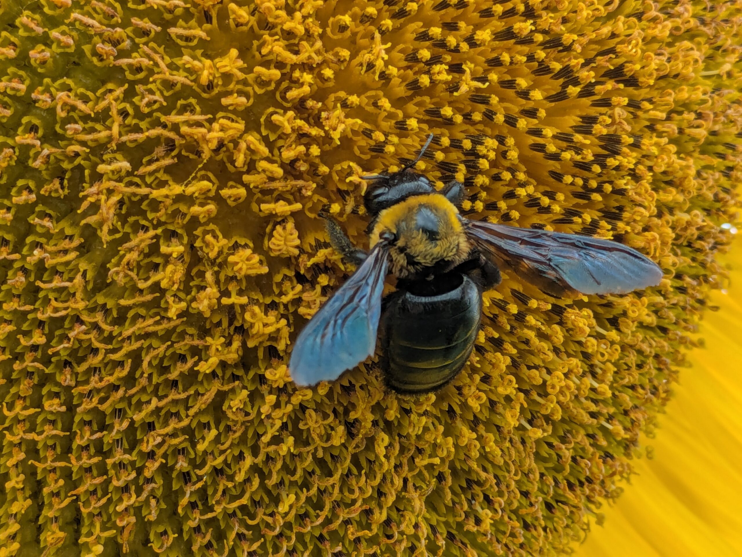 ヒマワリの花で花粉や蜜を集める黄色い毛のクマバチ
