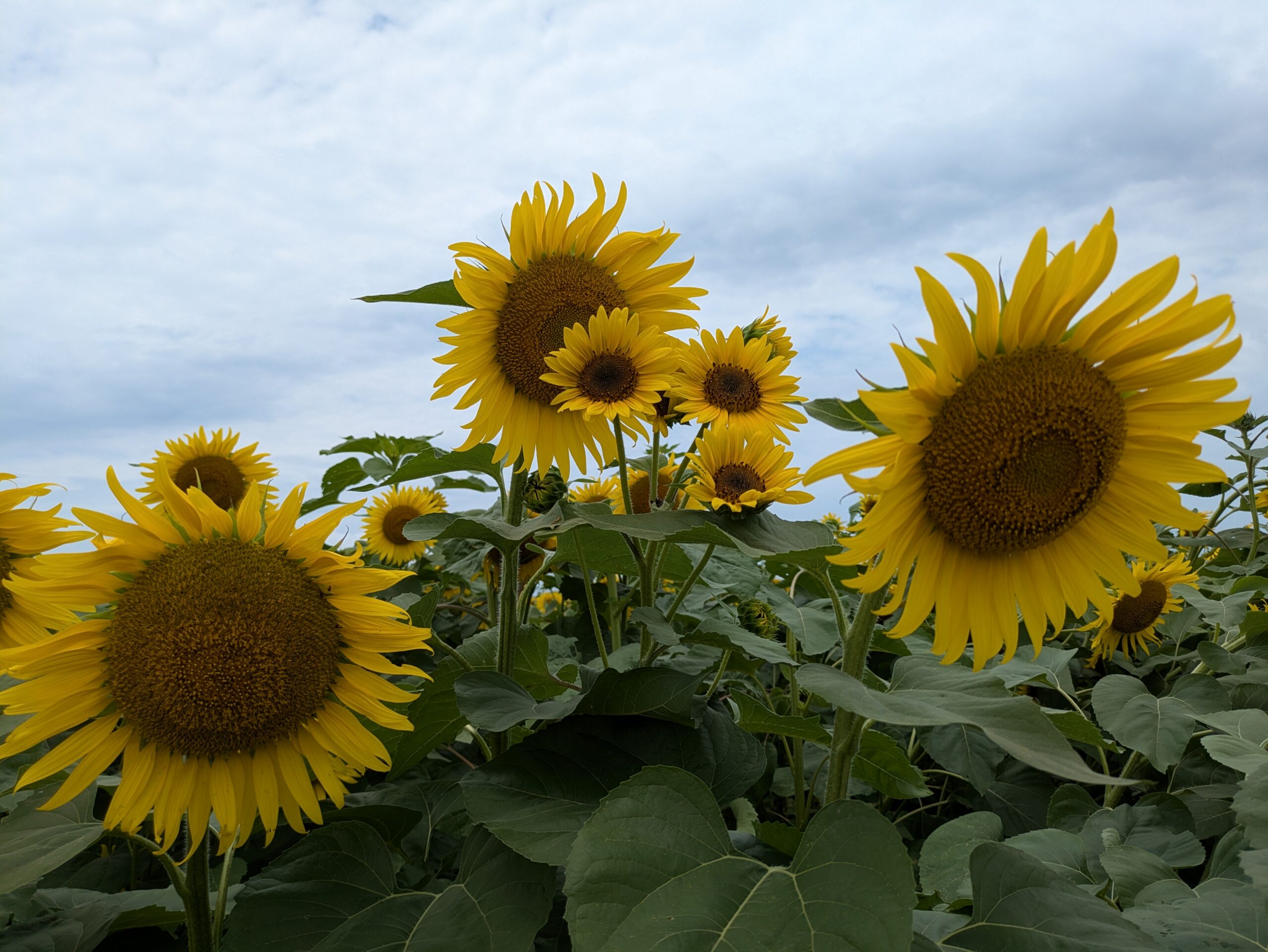 大きな花と枝分かれして咲く小さな花が混じったヒマワリ
