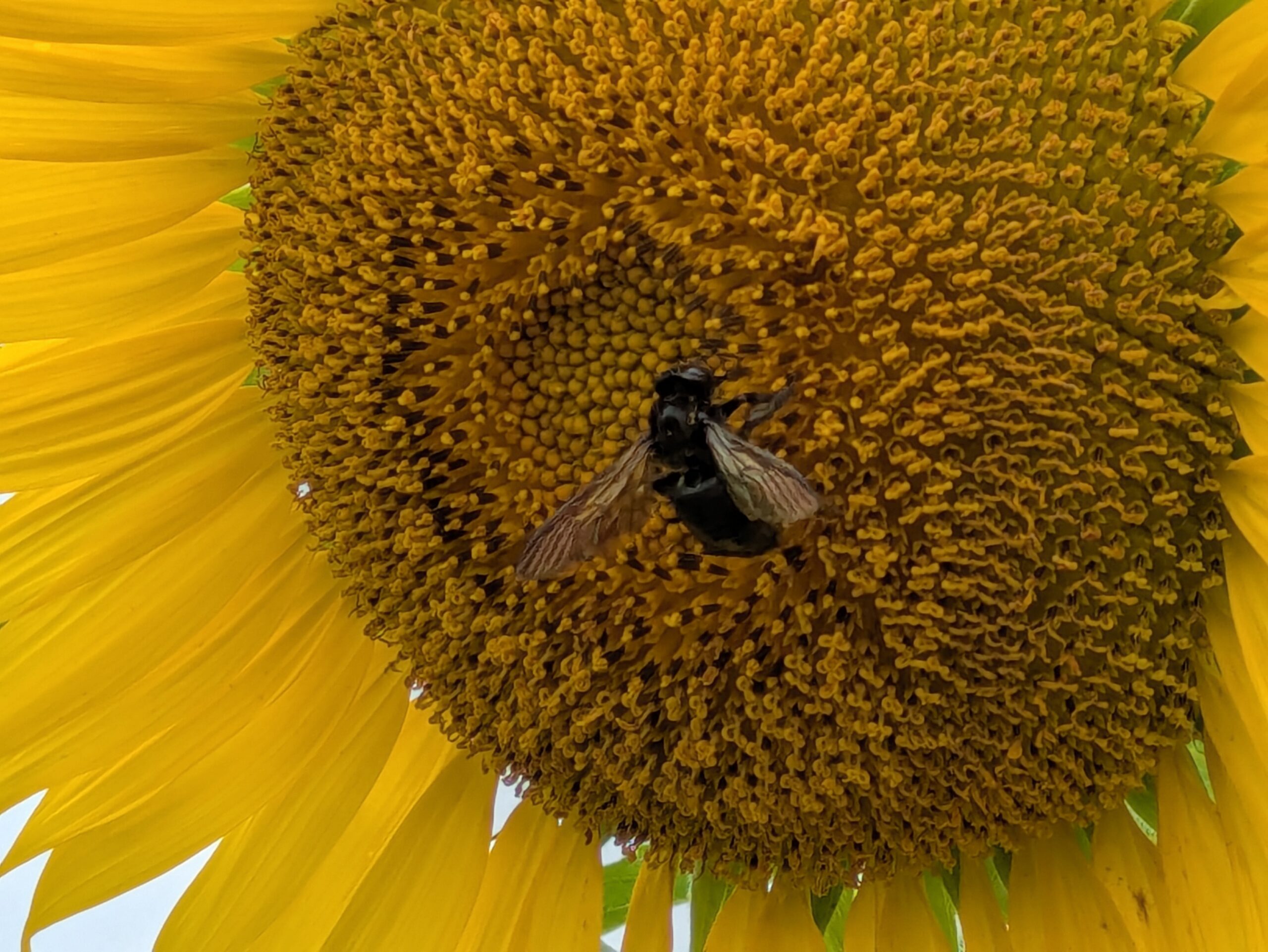 ヒマワリの中央で花粉や蜜を集める黒っぽいハチ