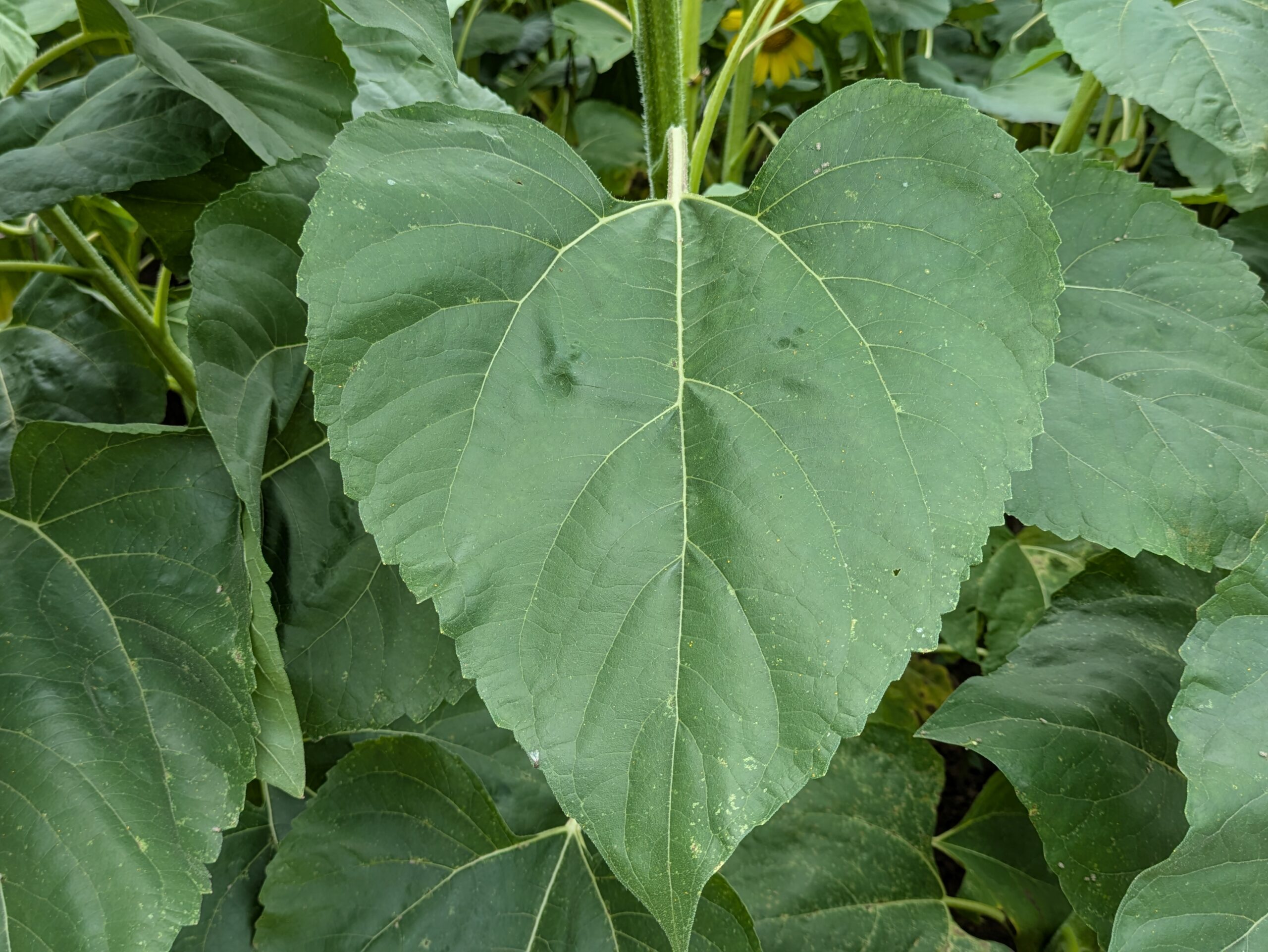 大きくきれいなハート型をしたヒマワリの葉