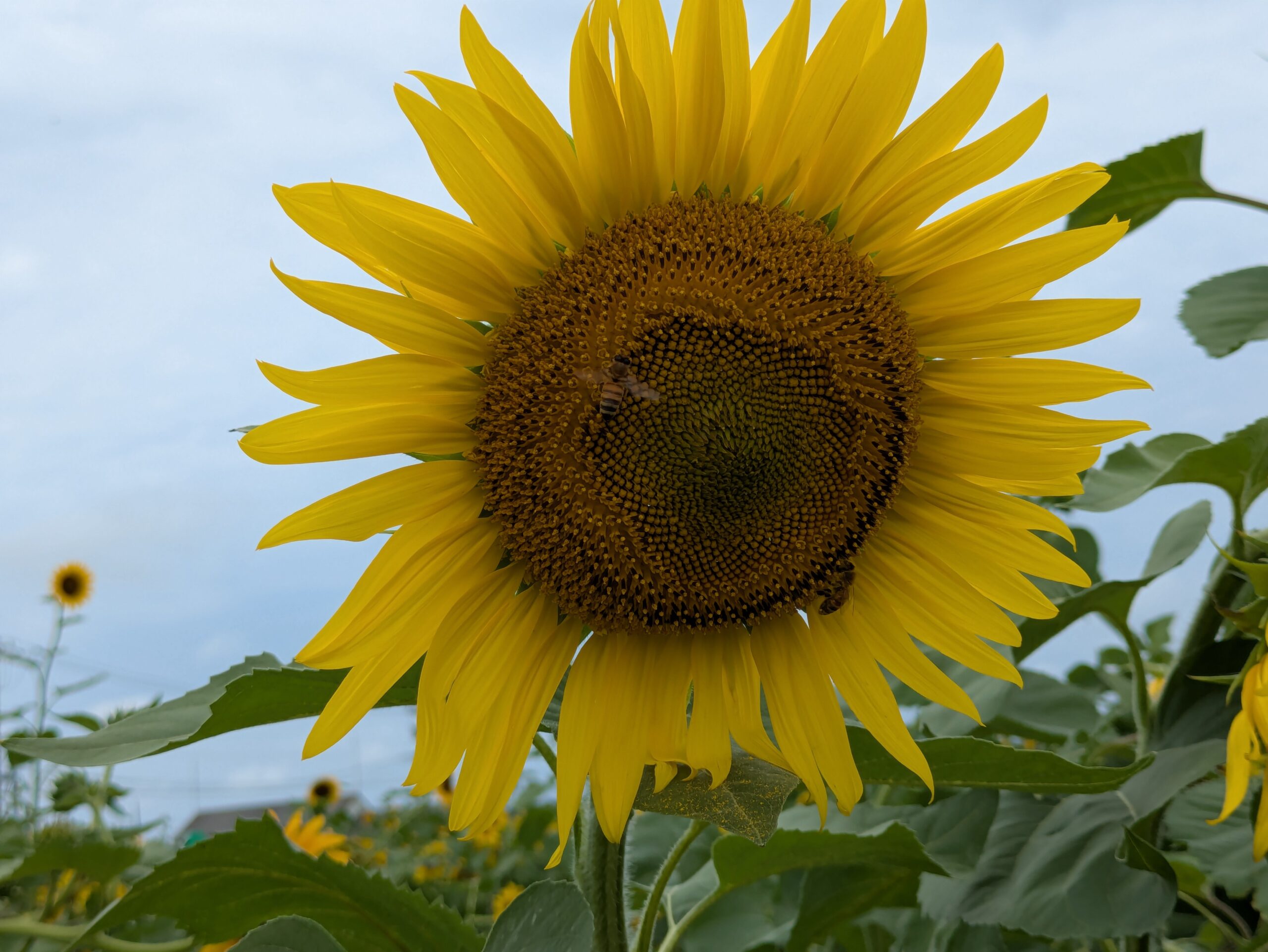 大きなヒマワリの花に集まった2匹のミツバチ