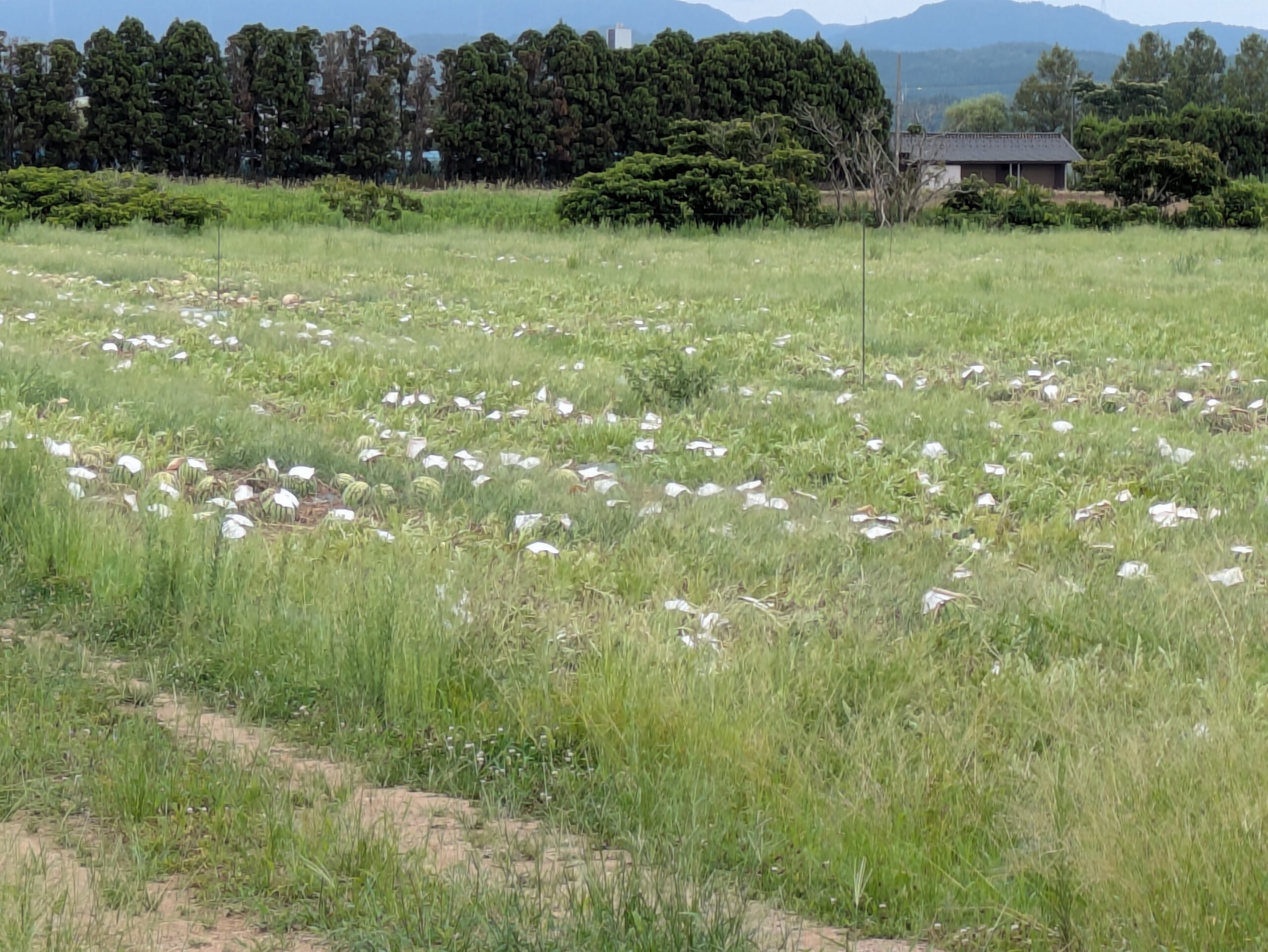 河北干拓地の畑で収穫されていた大きなスイカ