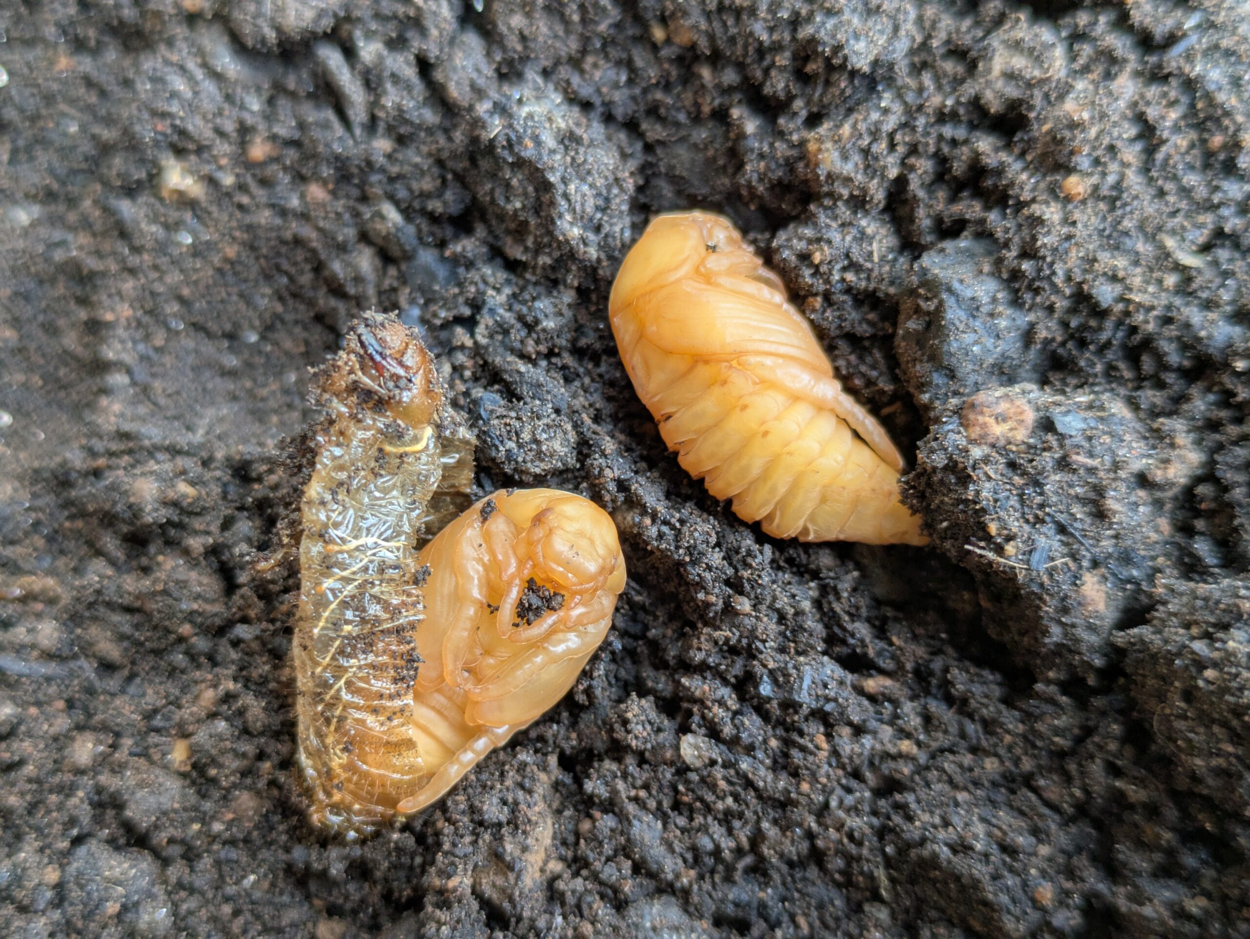 土の中から出てきた複数の昆虫の蛹