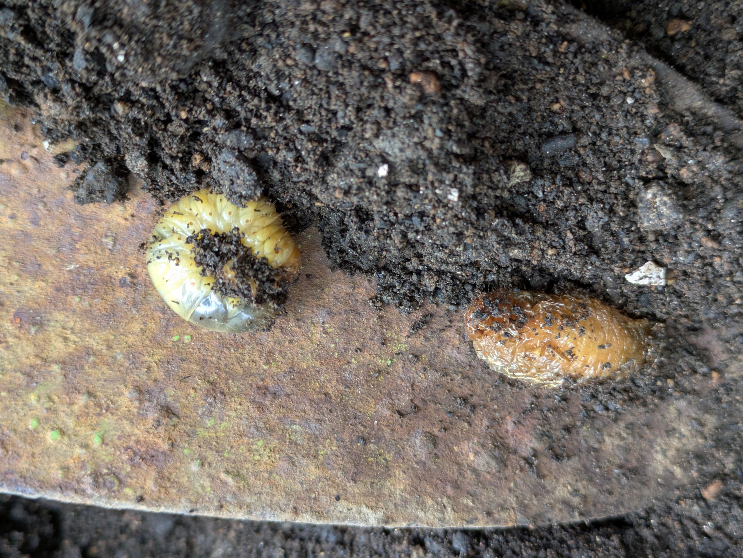 土の中から見つけた白い幼虫と茶色い蛹