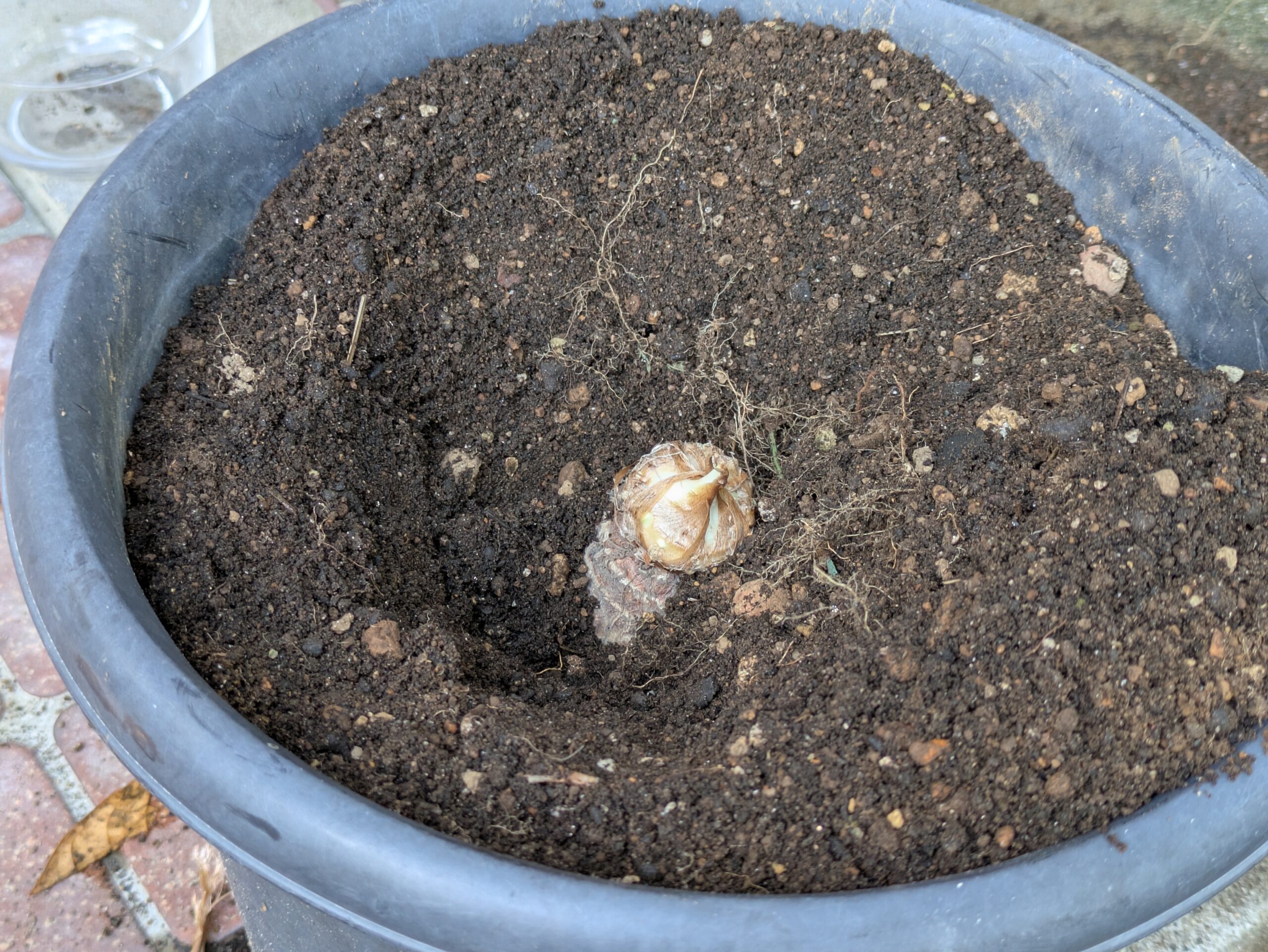 深い鉢の土へ植えた芽の出たサトイモ