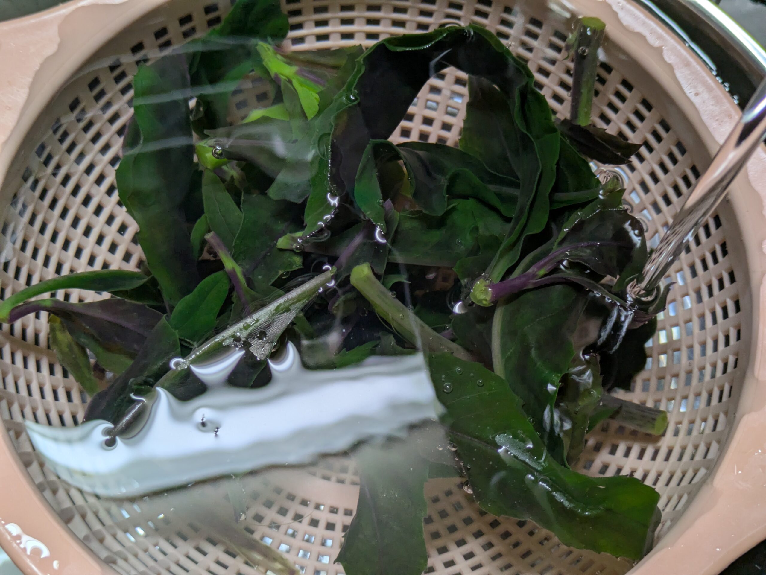 茹でた金時草を冷水に取って冷ましている様子