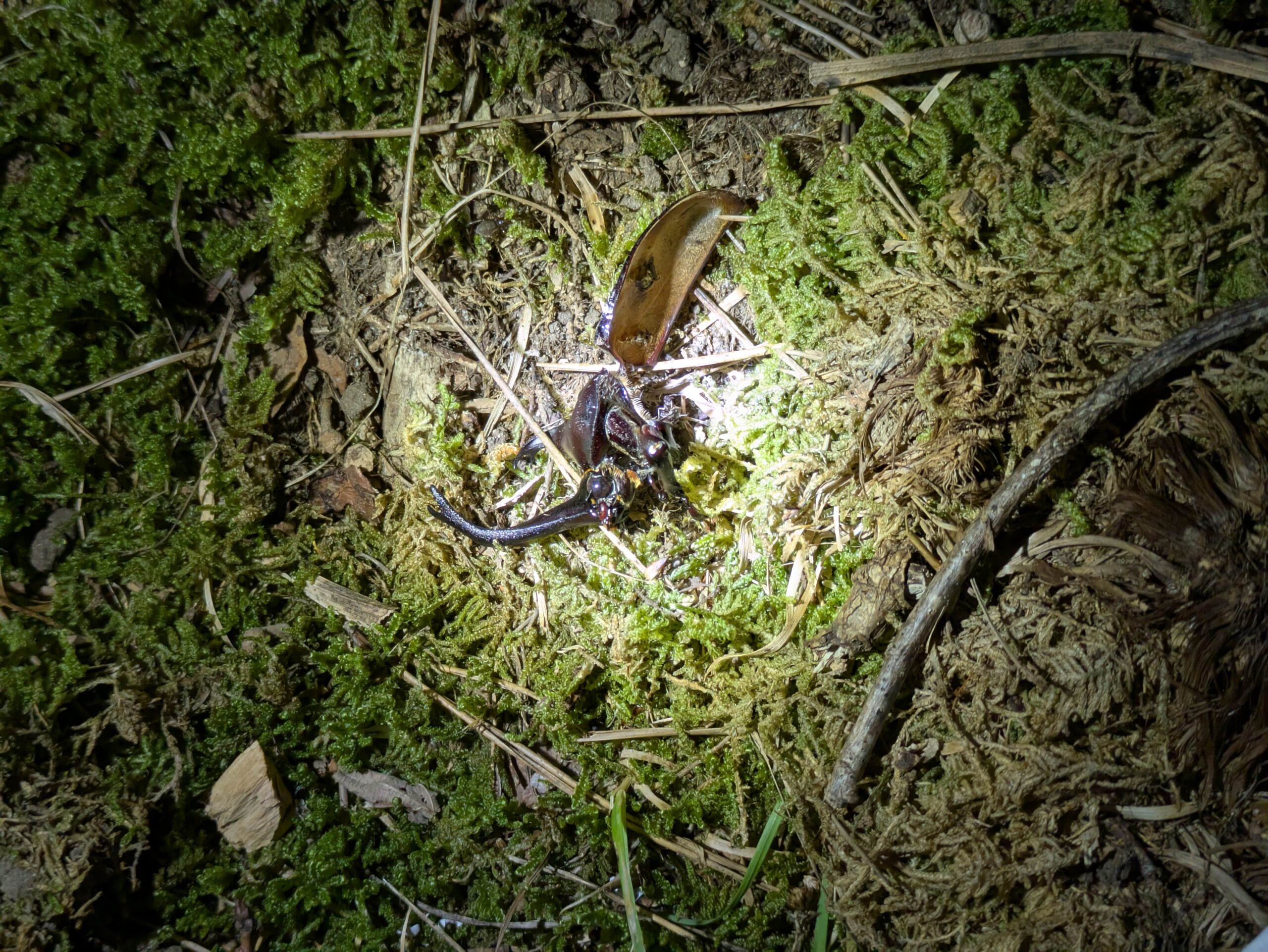 死んだカブトムシの頭の破片