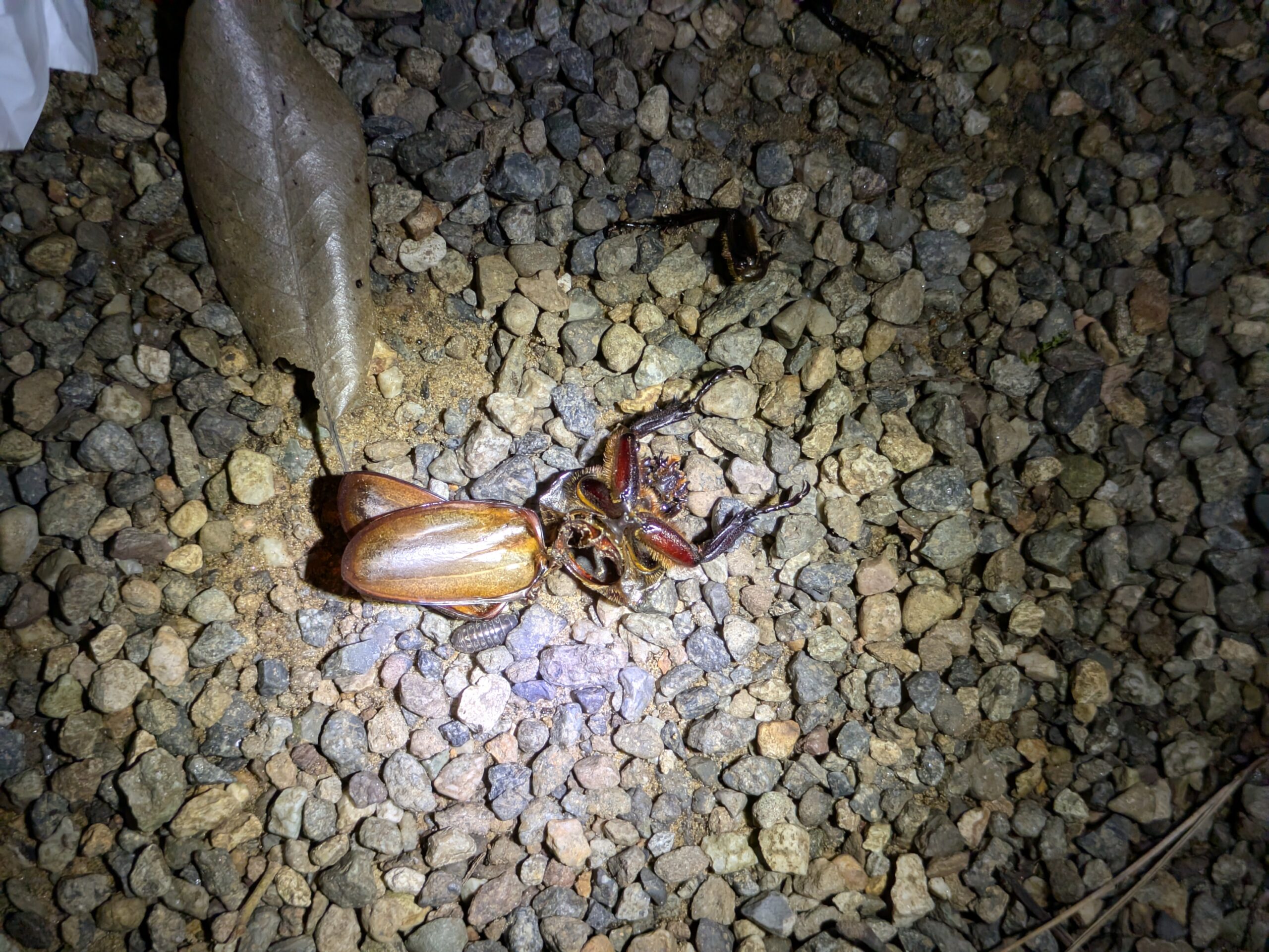 カシの木の下に散乱していたカブトムシの死骸