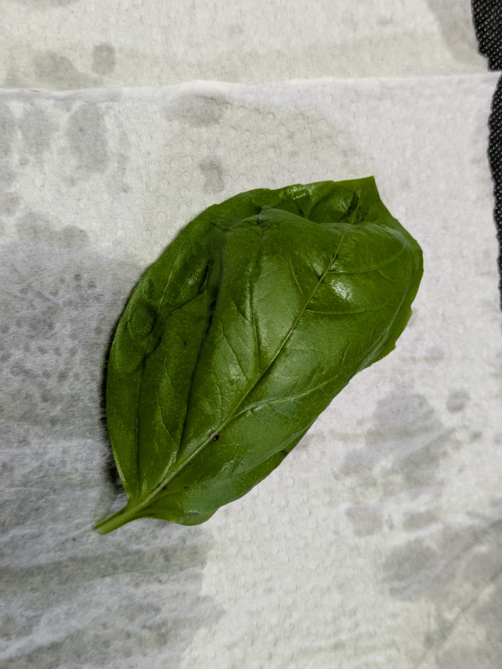 キッチンペーパーでバジルの葉の水気を取っている様子