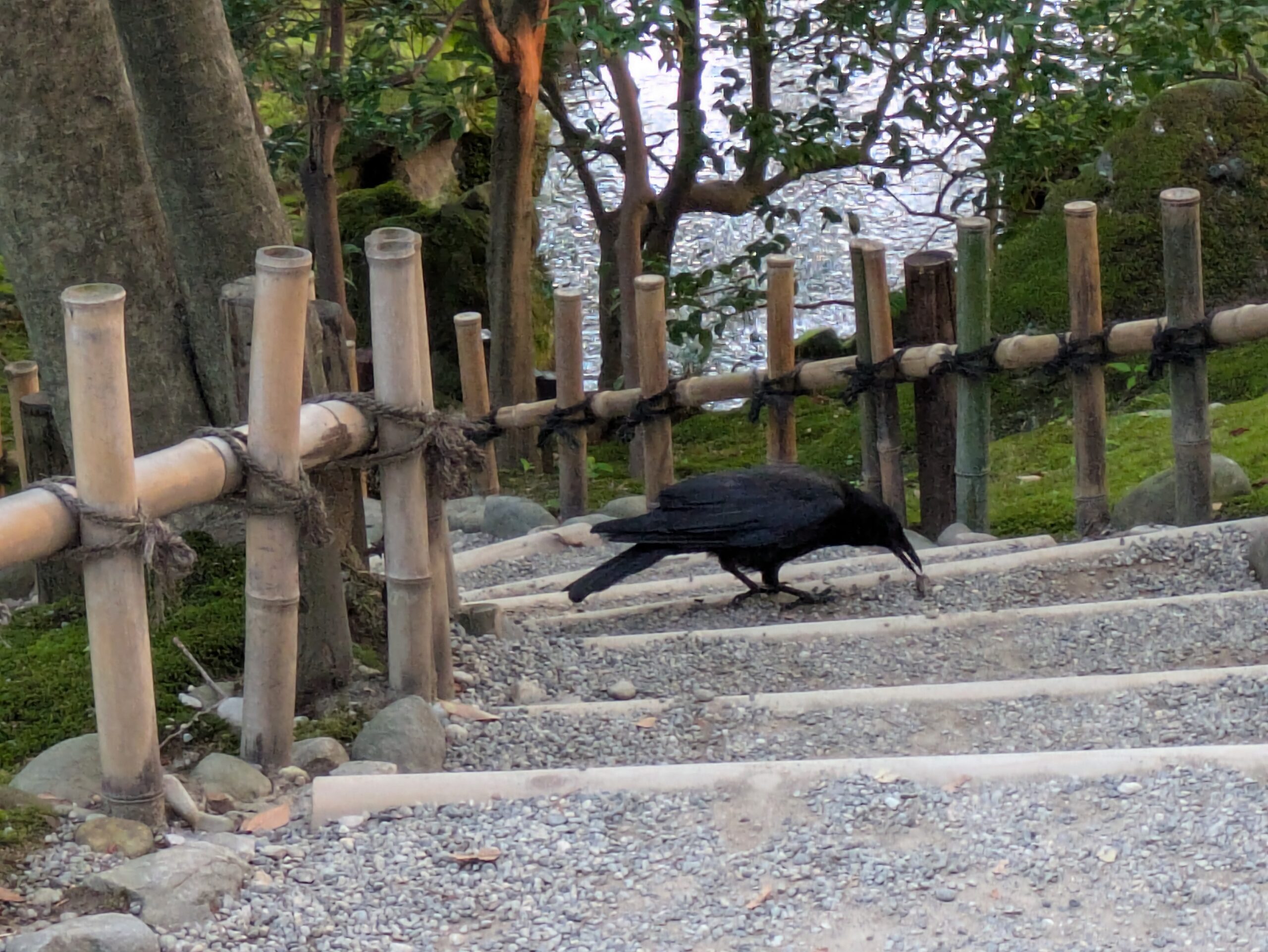 兼六園でセミを食べているハシブトガラス
