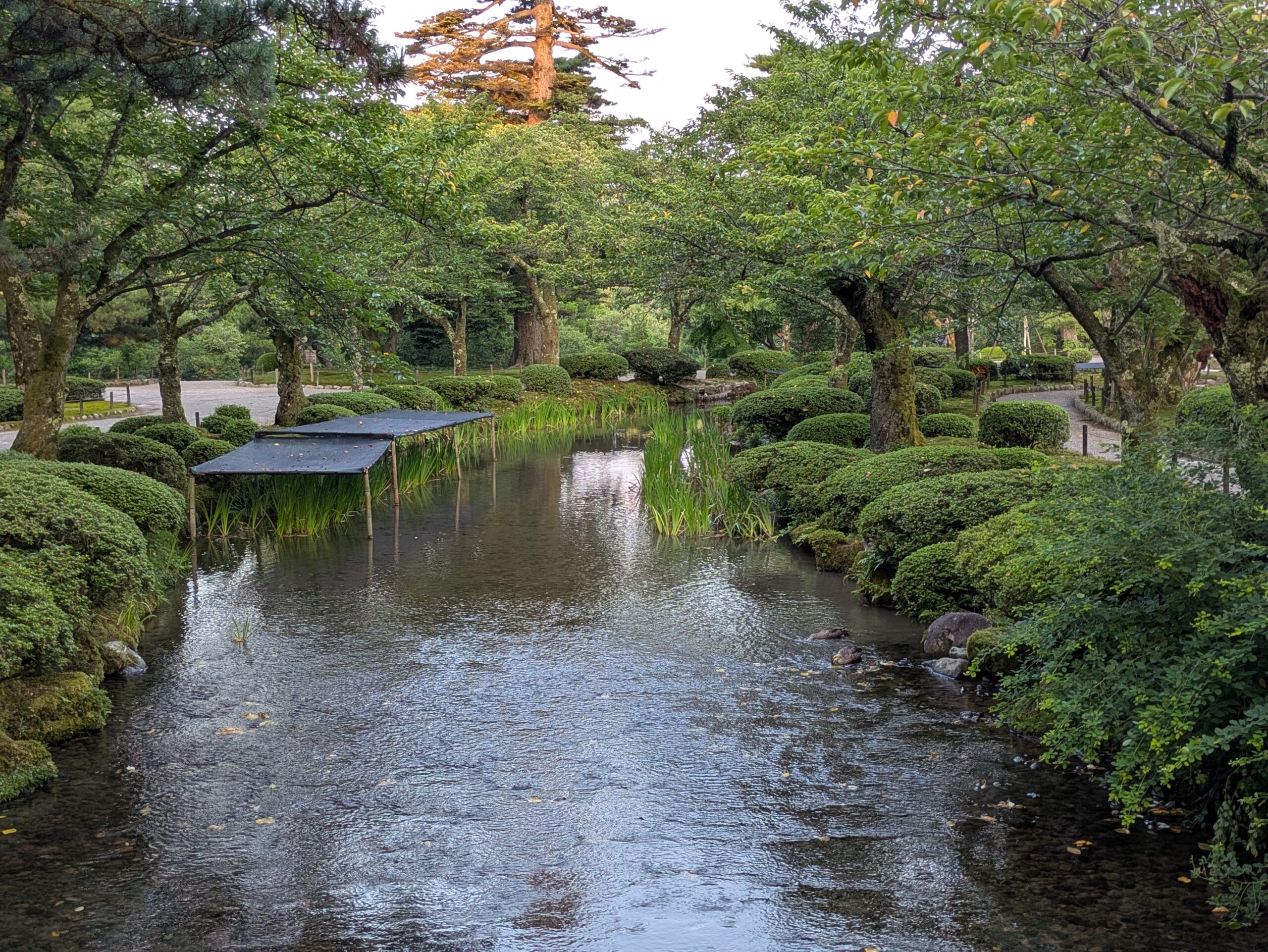 遮光ネットが掛けられた兼六園のカキツバタ