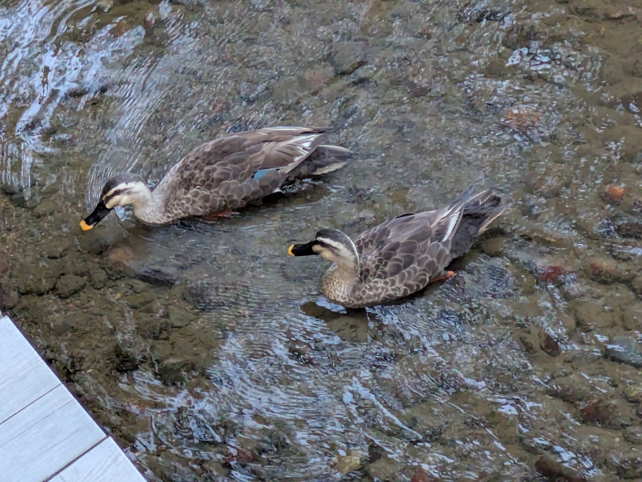 兼六園の池を並んで泳ぐ2羽のカルガモ