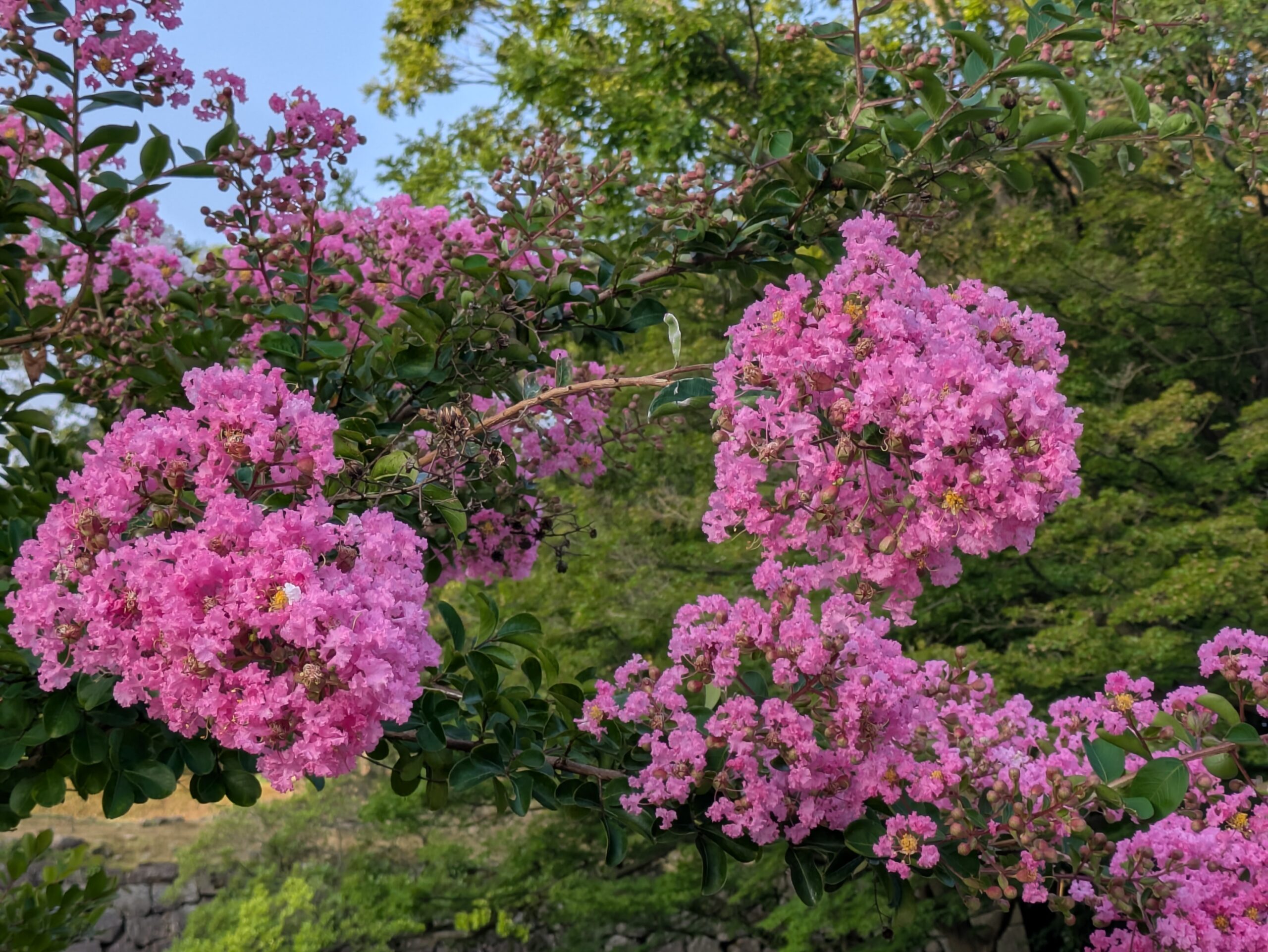 金沢城公園に咲くピンク色のサルスベリ