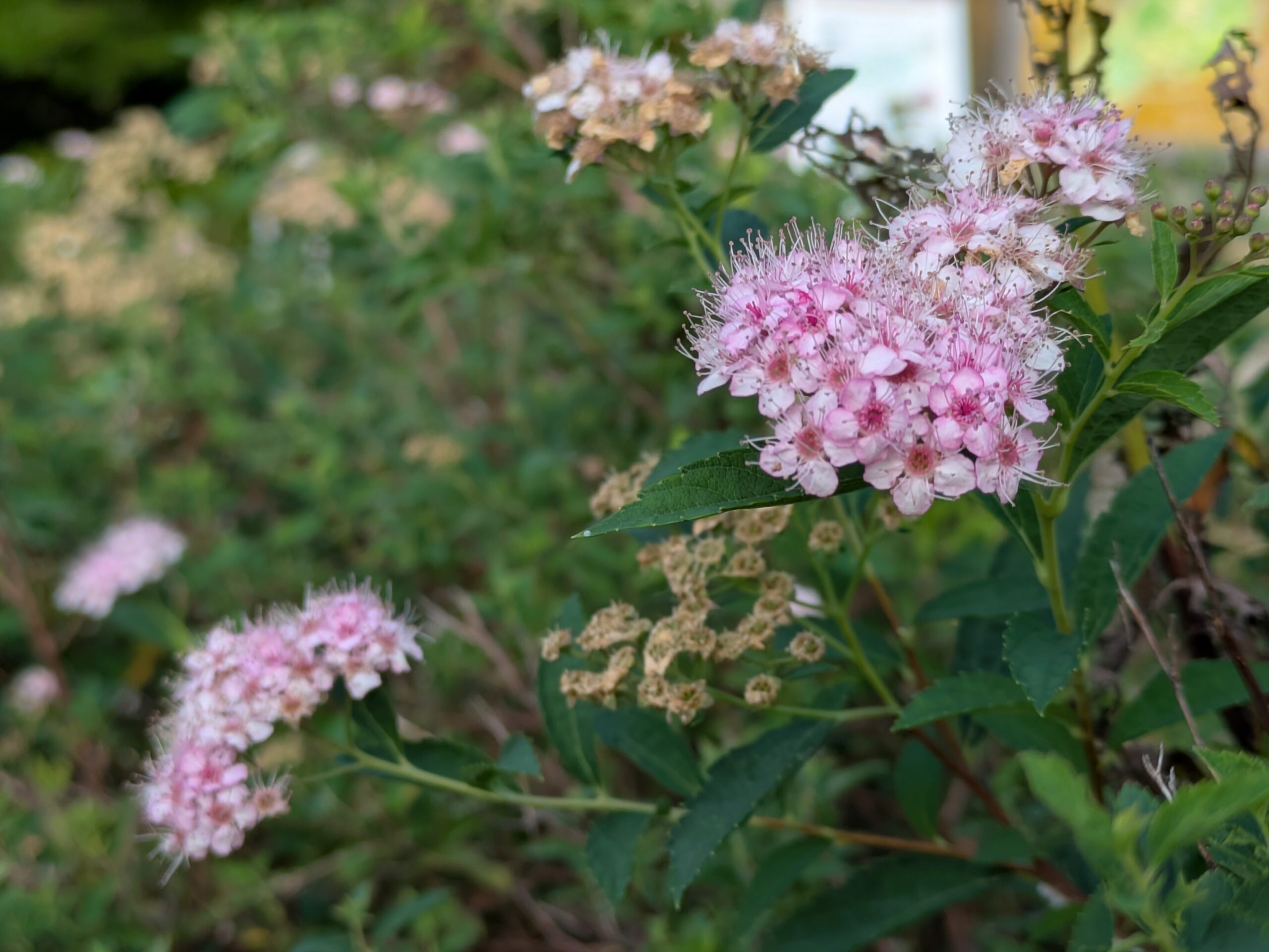 小さなピンク色の花が集まったシモツケ
